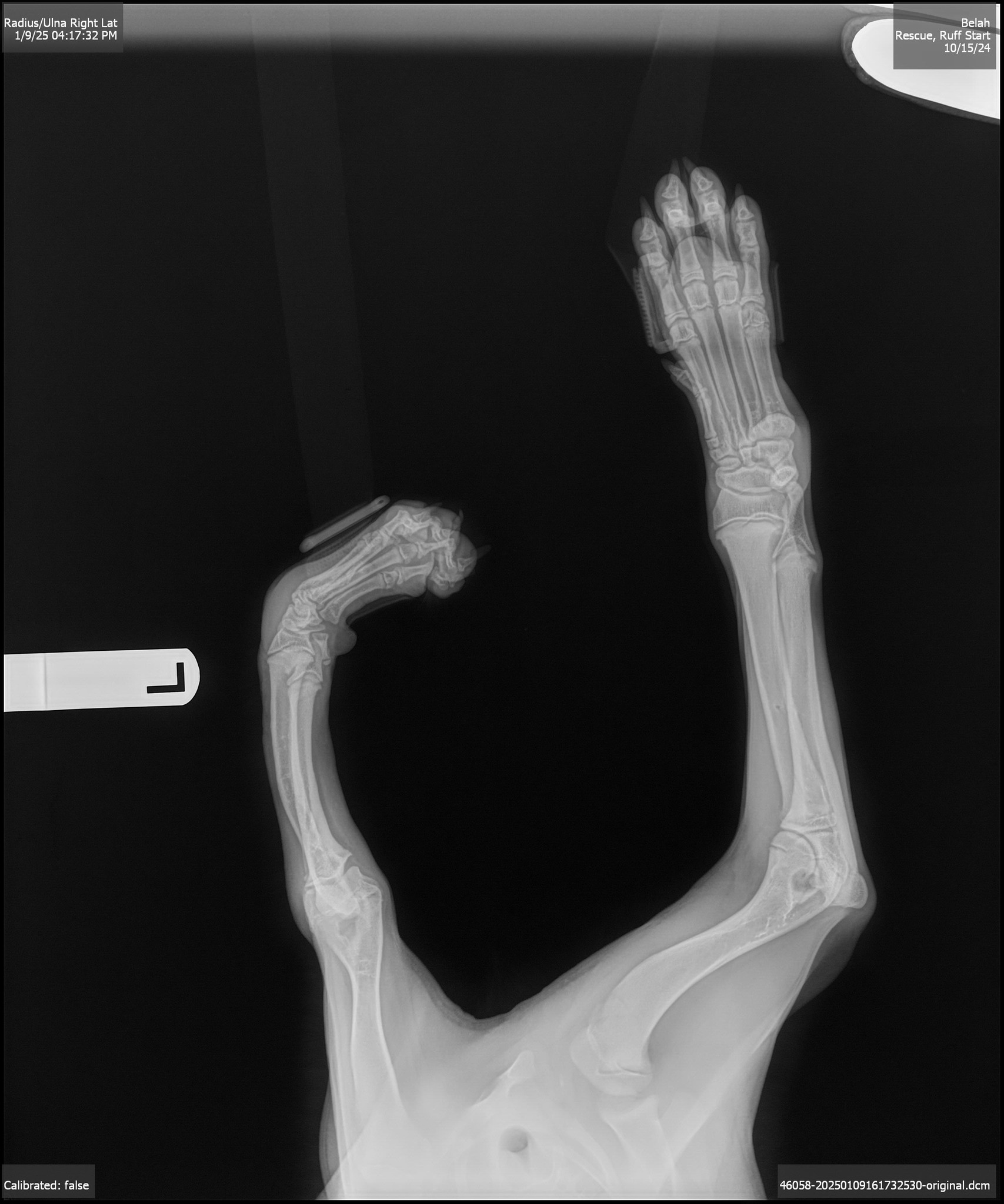 x-ray of dog