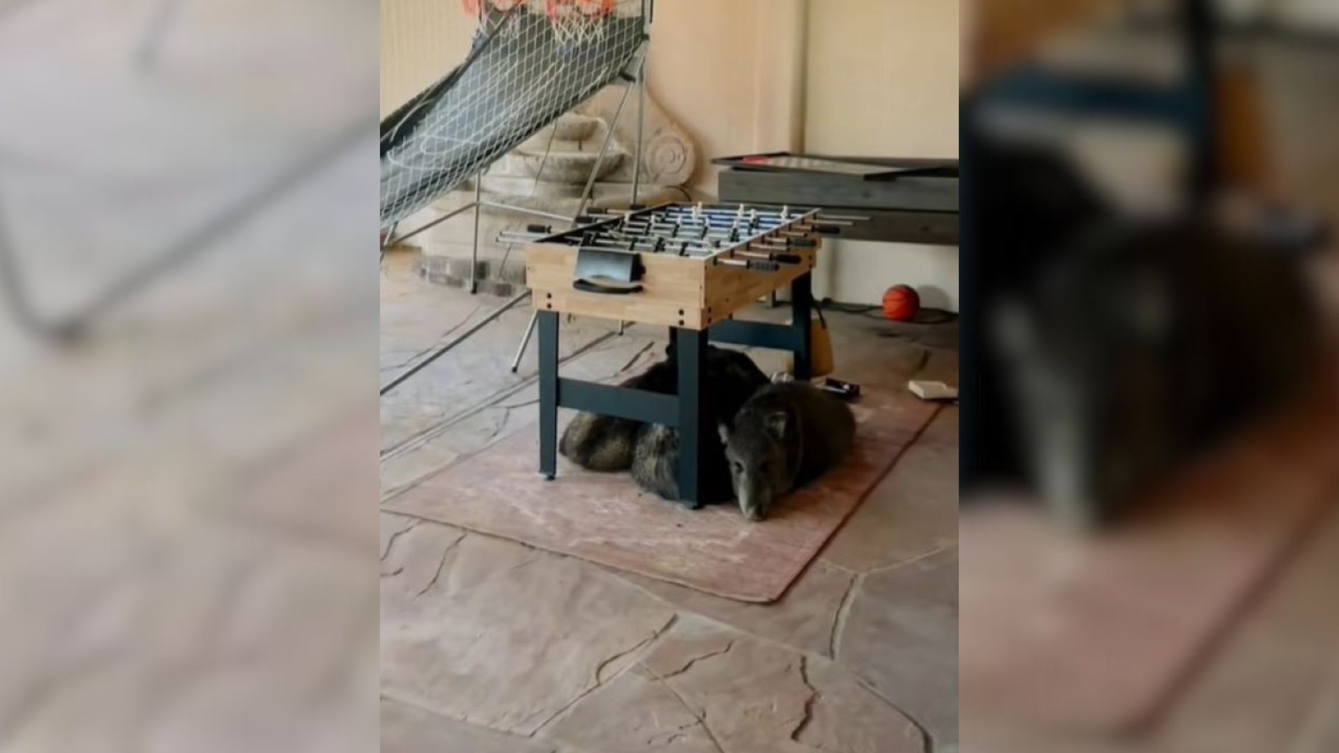 Arizona Homeowner Went Into His Sunroom Only To Witness Something Furry Waiting For Him There