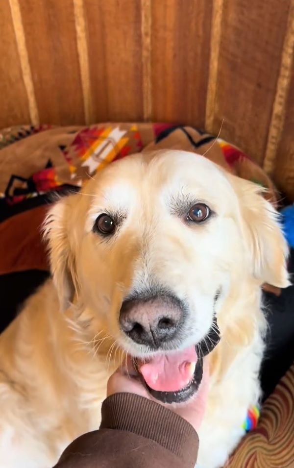 Beautiful Golden retriever