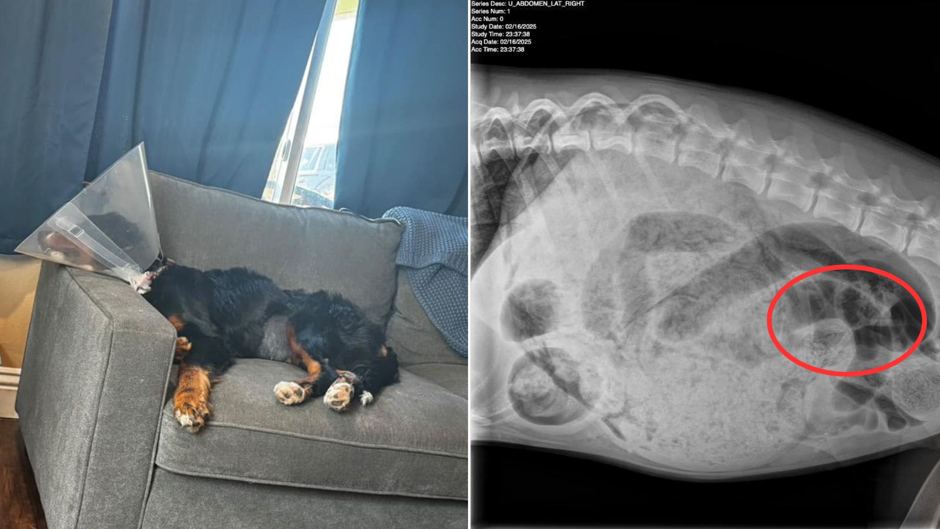 x-ray of puppy