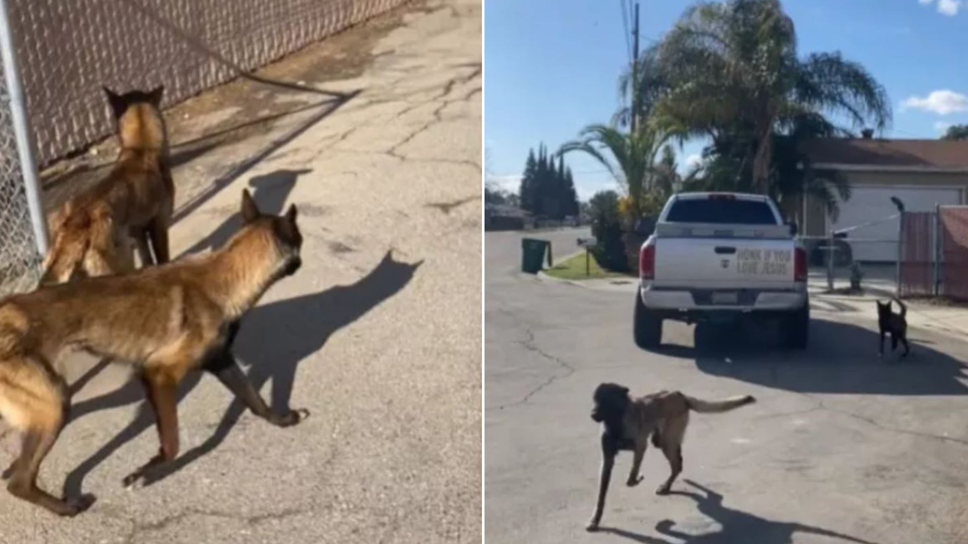 California Shelter Staff Was Heartbroken To Witness An Owner Dumping 2 Pups From Their Truck