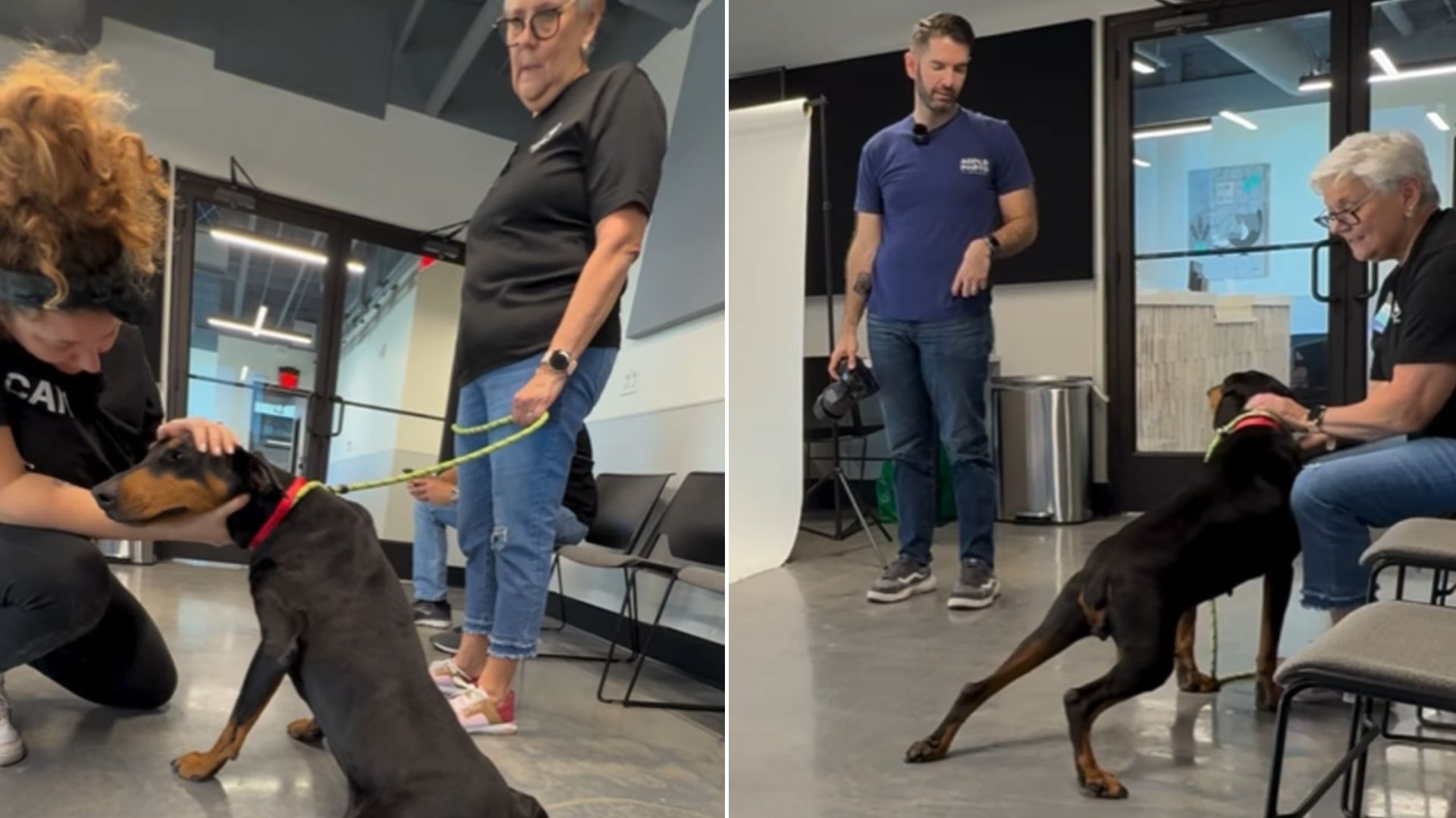 Dog Surrendered To Shelter Makes Shocking Move Staff Has Never Seen Before