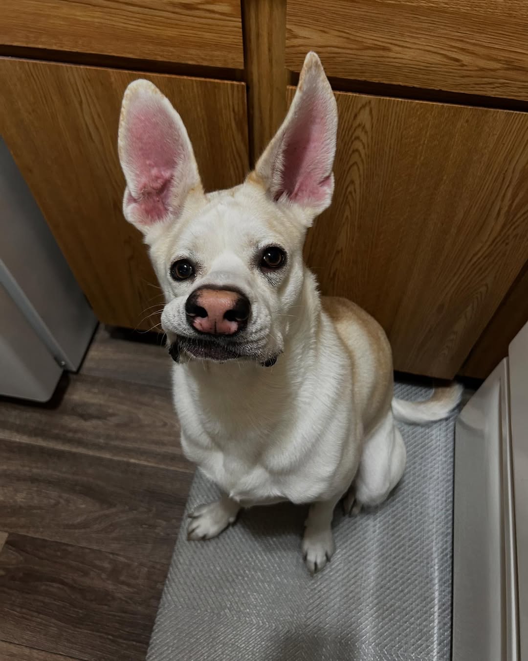 Dog with long ears