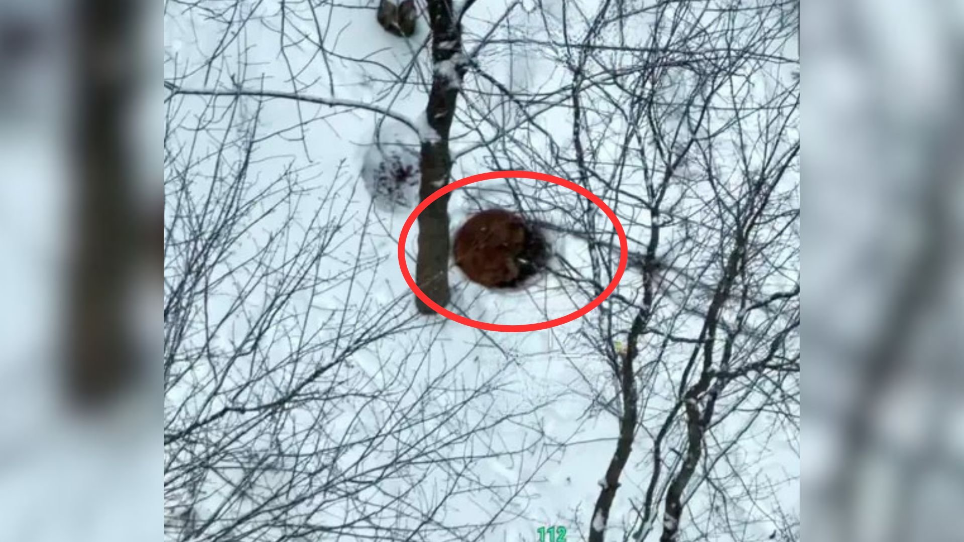 dog in snowy woods