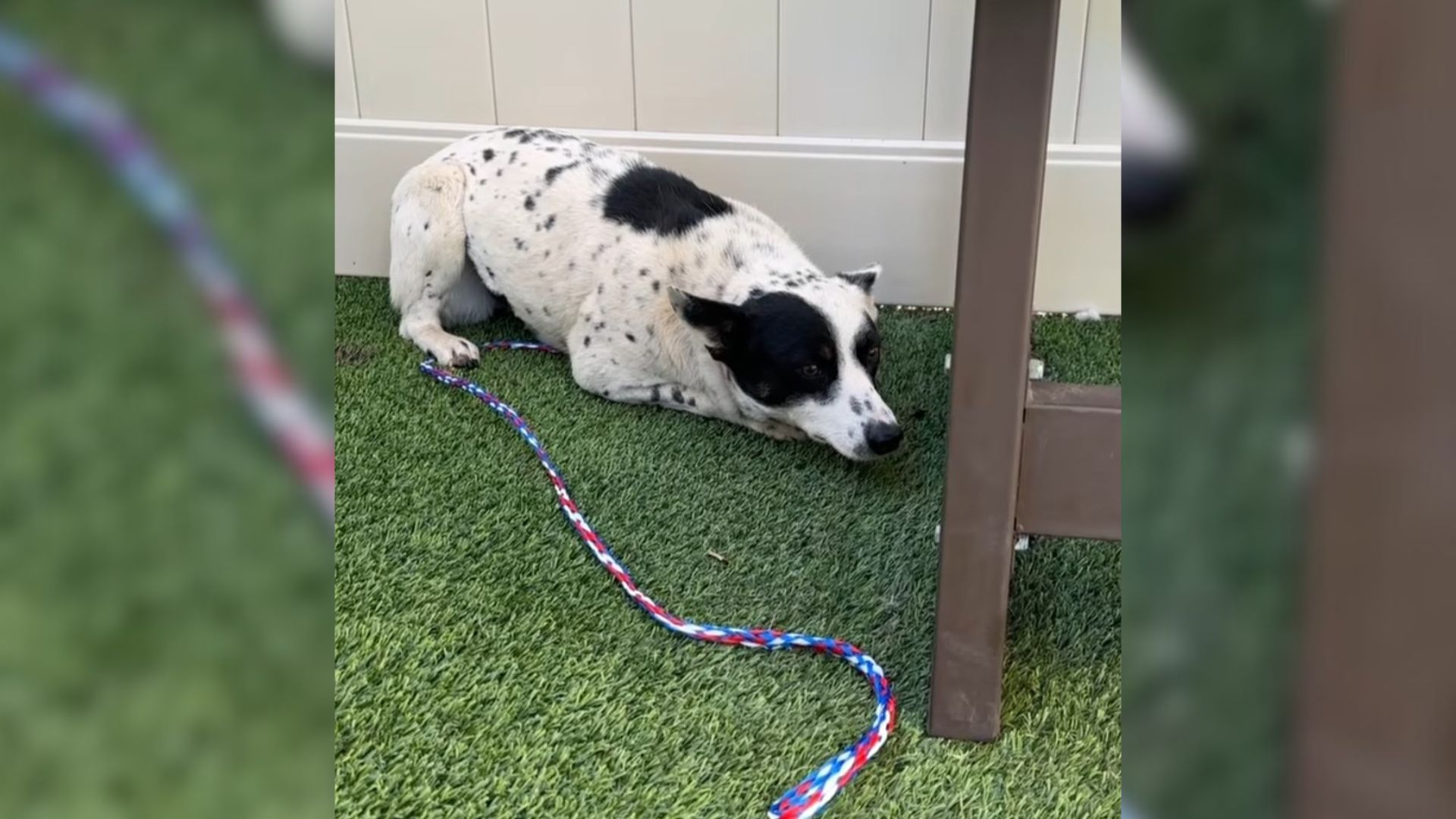 Fearful Shelter Dog Who Was Cowering In Corners And Hiding From Everyone Gets A Second Chance At Happiness