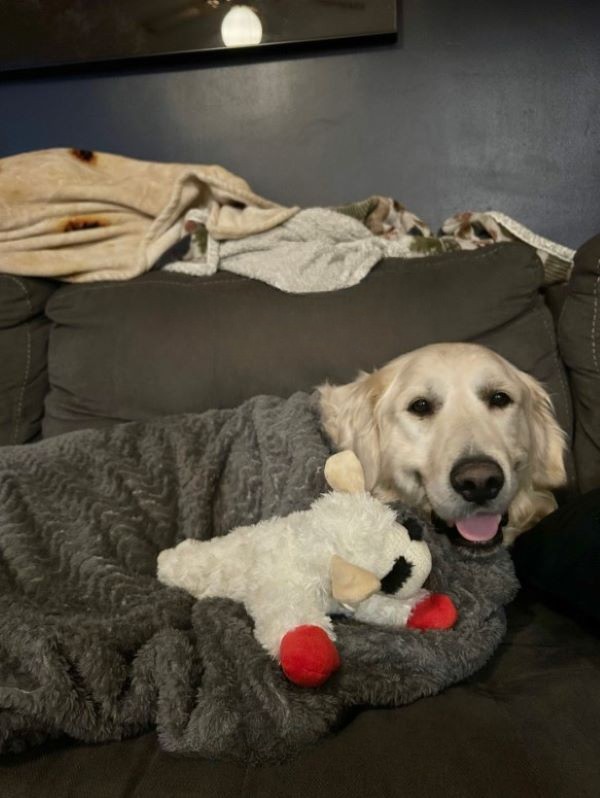 Golden retriever in blanket