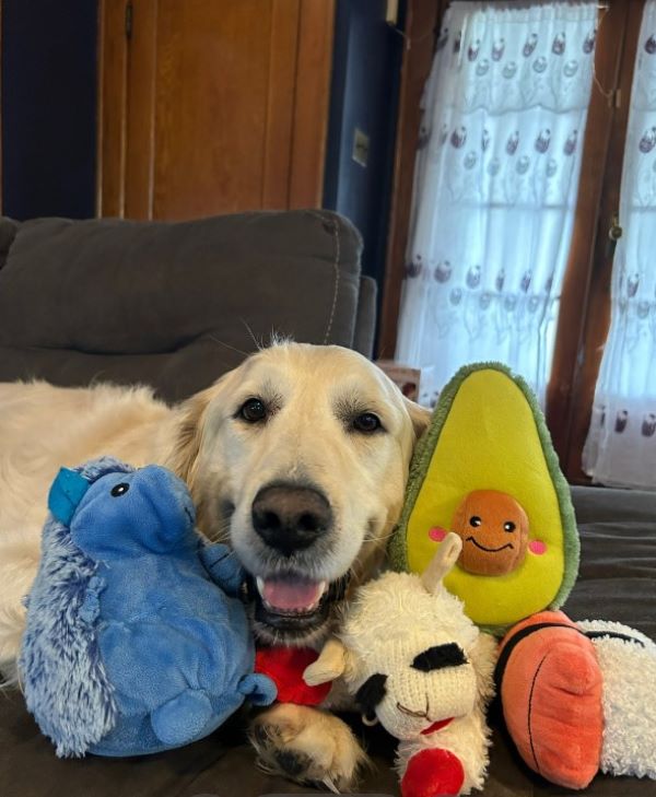 Golden retriever with toys