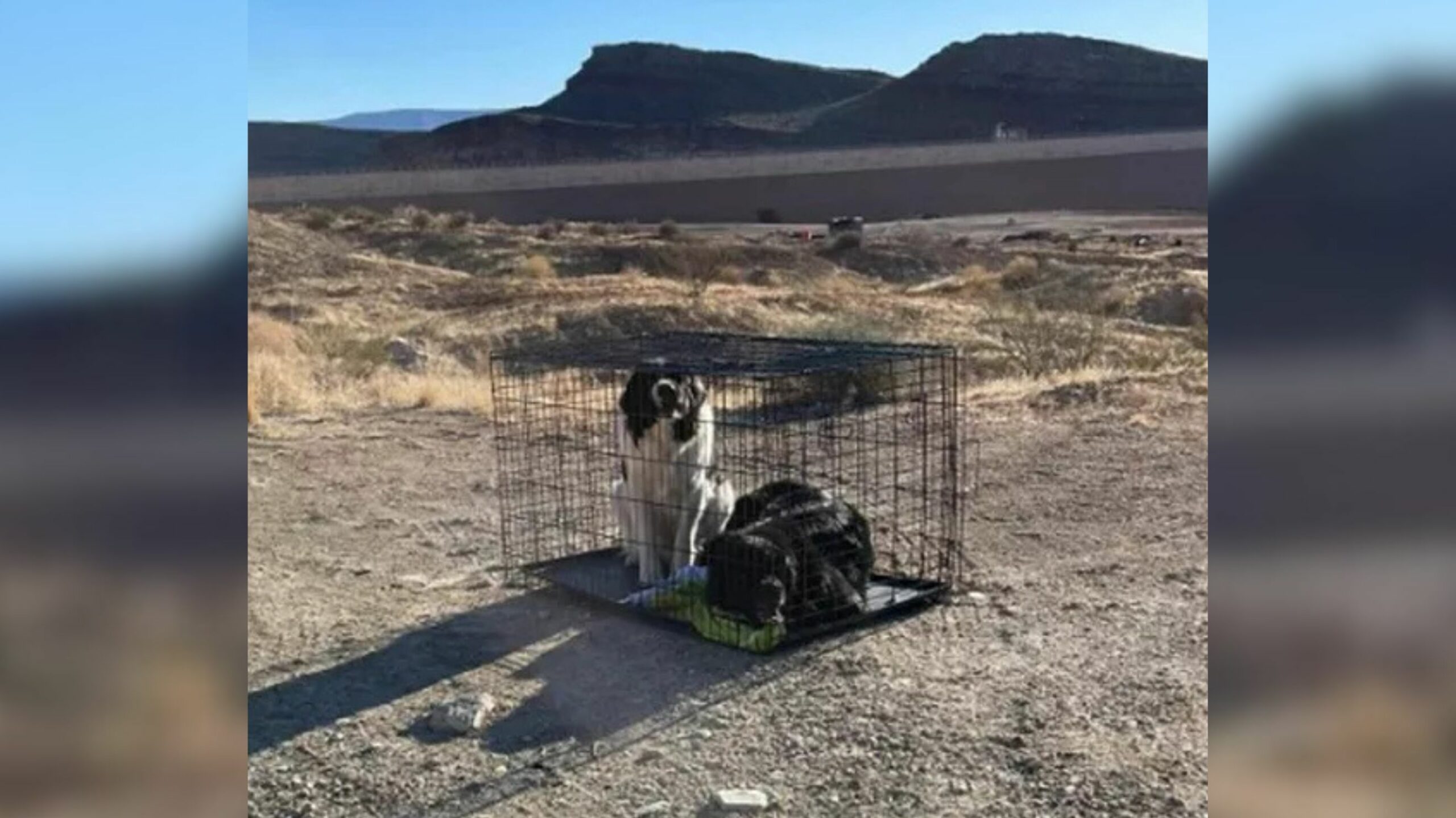 Hikers Shocked To Find 2 Hopeless Dogs Locked In A Cage And Dumped In Utah Desert Without Food Or Water