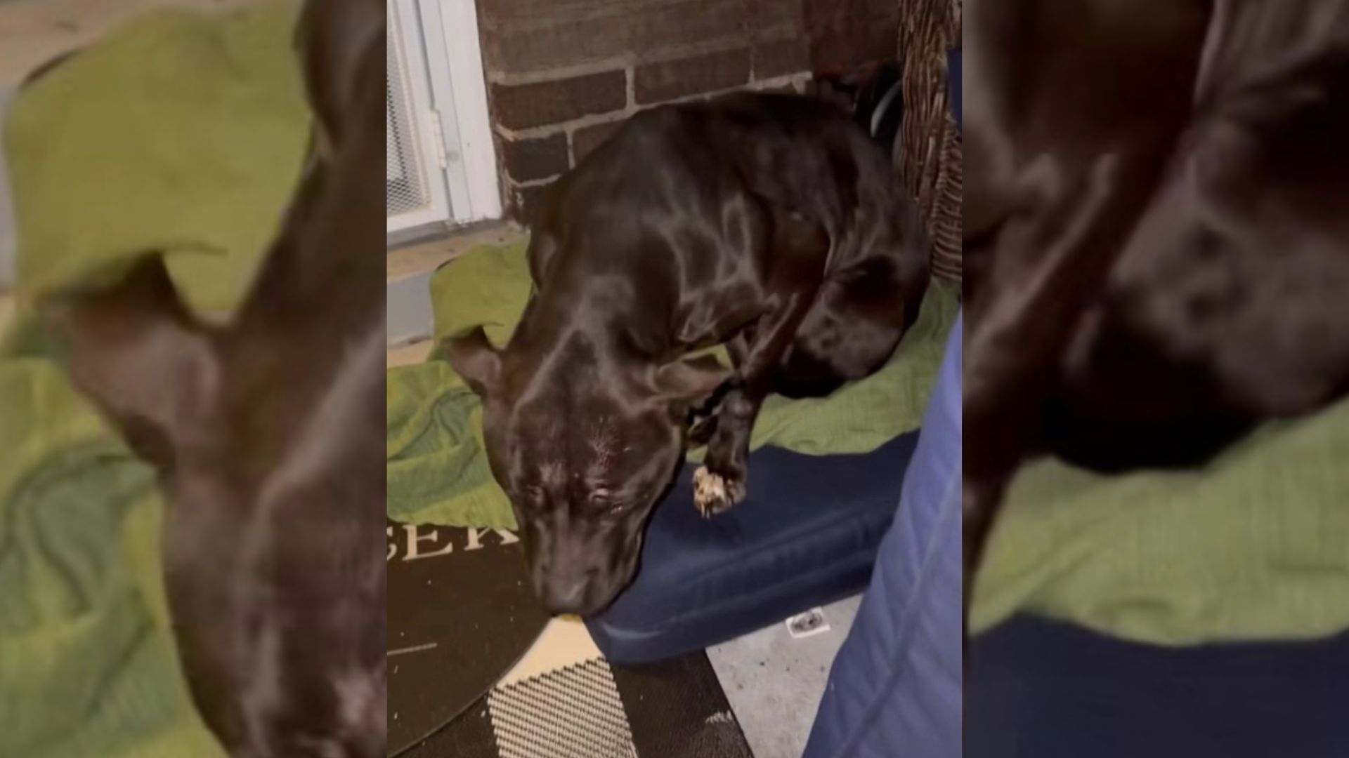 Malnourished Pup Who Was Shaking With Cold On Random Michigan Porch For 12 Hours Finally Gets Rescued