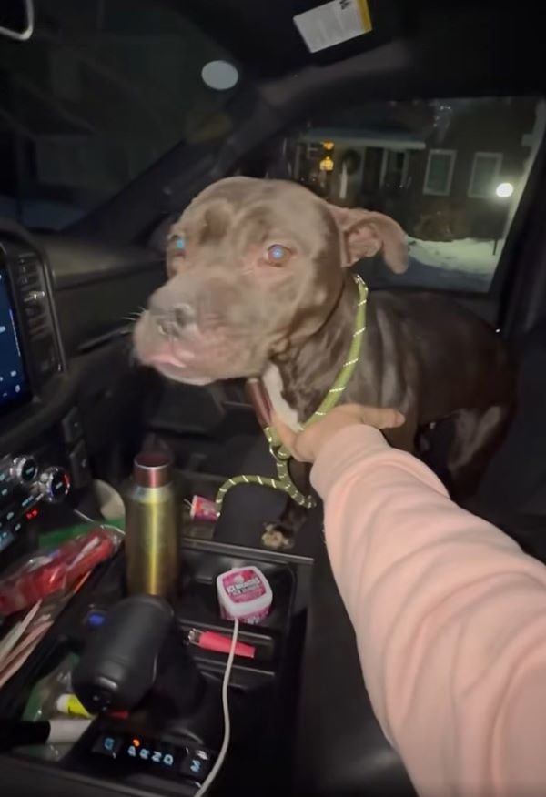 Malnourished dog in car