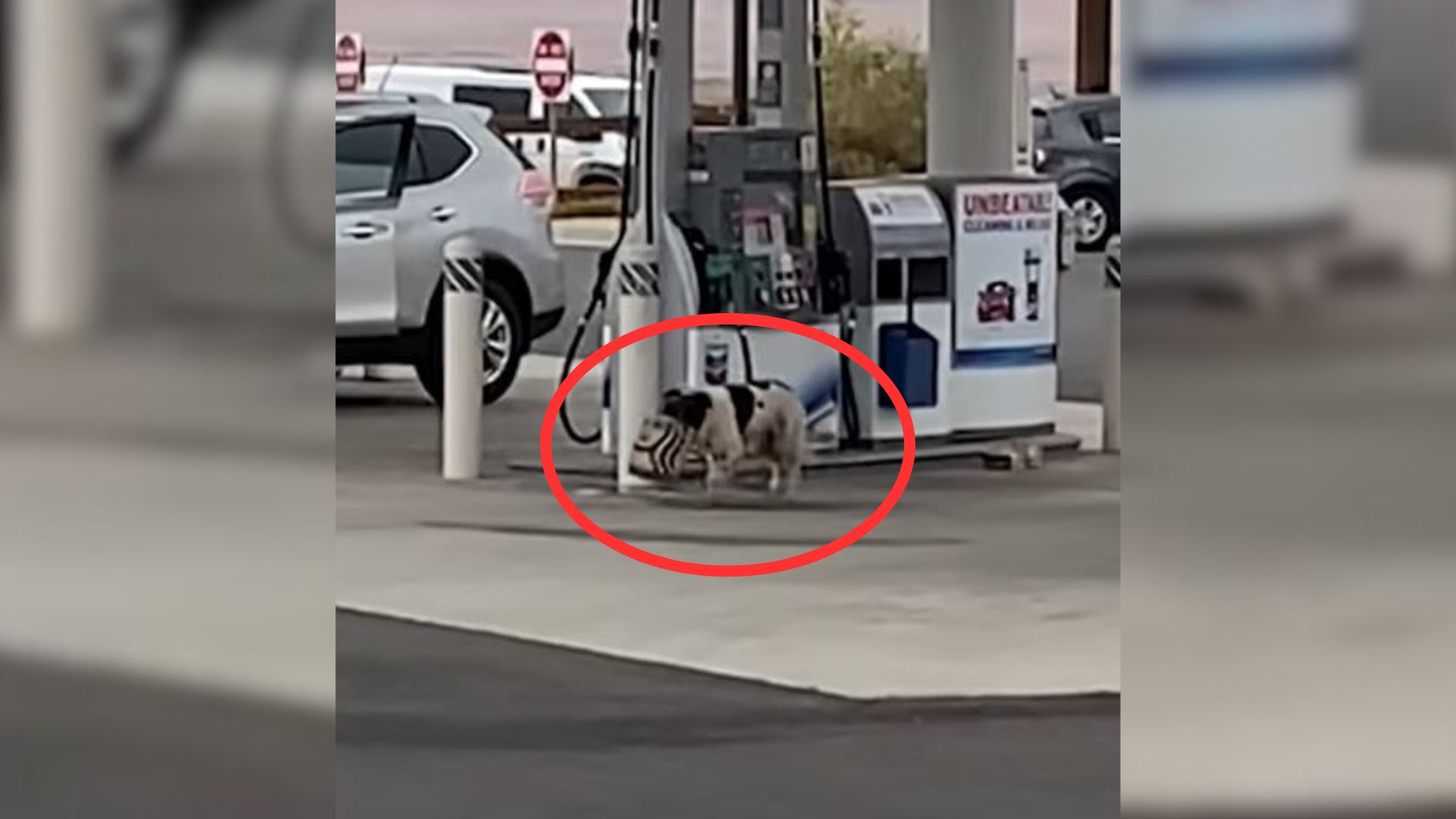 Man From Arizona Saw A Stray Pup Stealing From Starbucks In Order To Survive, So He Tried To Help