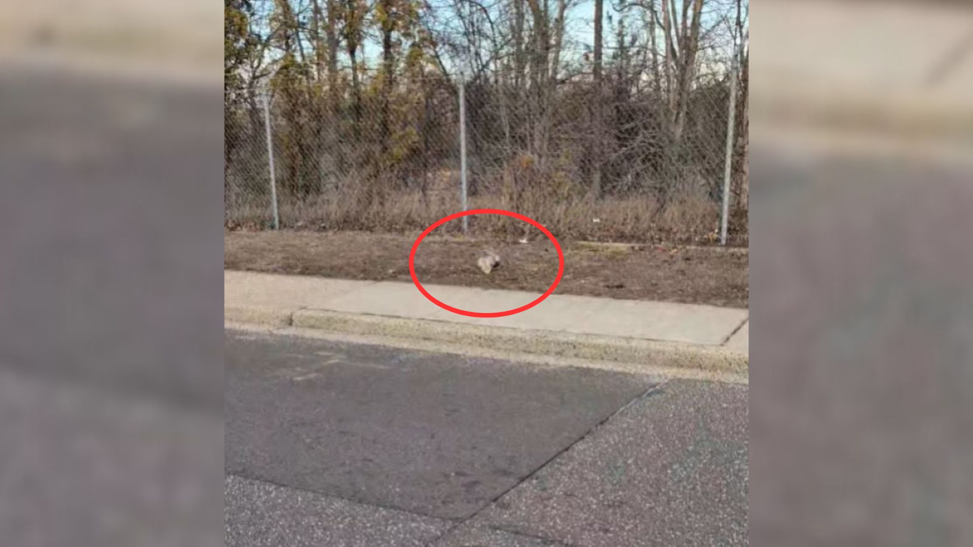 opossum near road