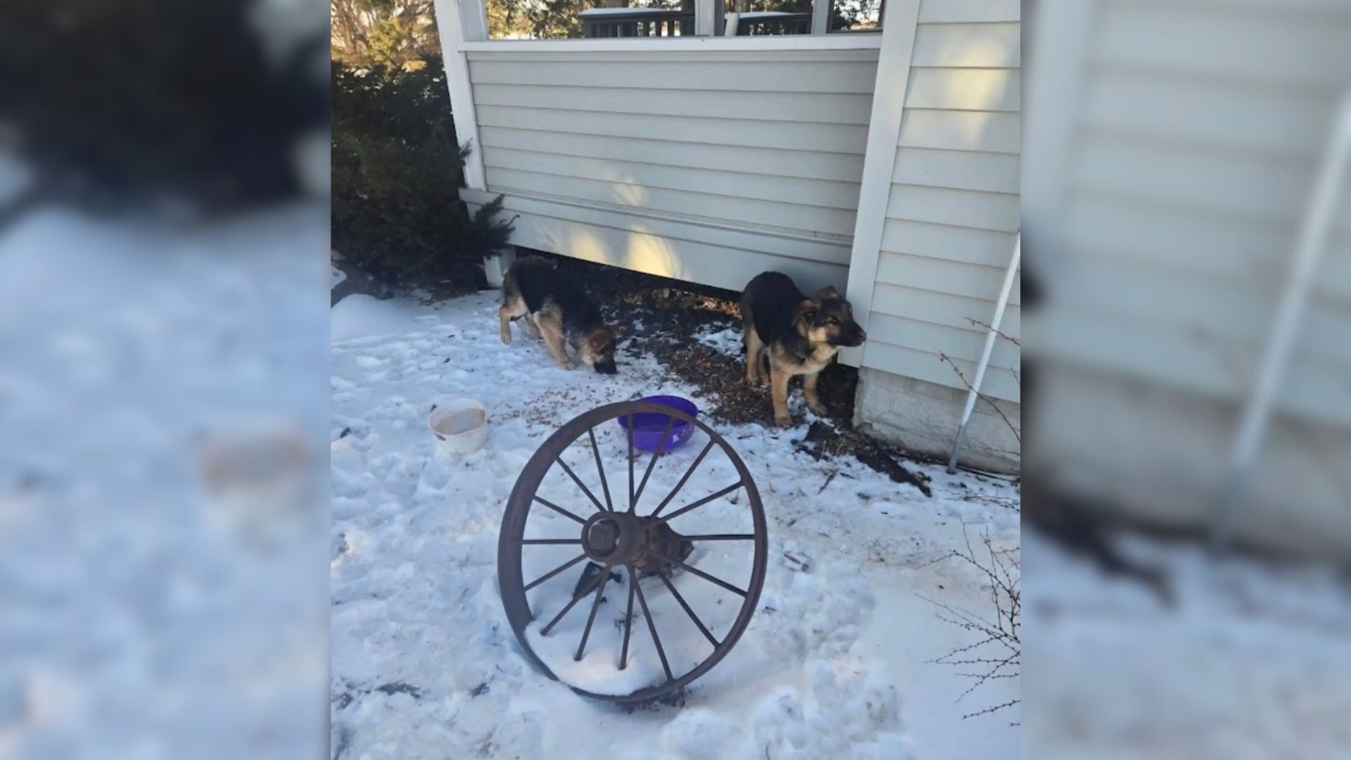 two frozen puppies