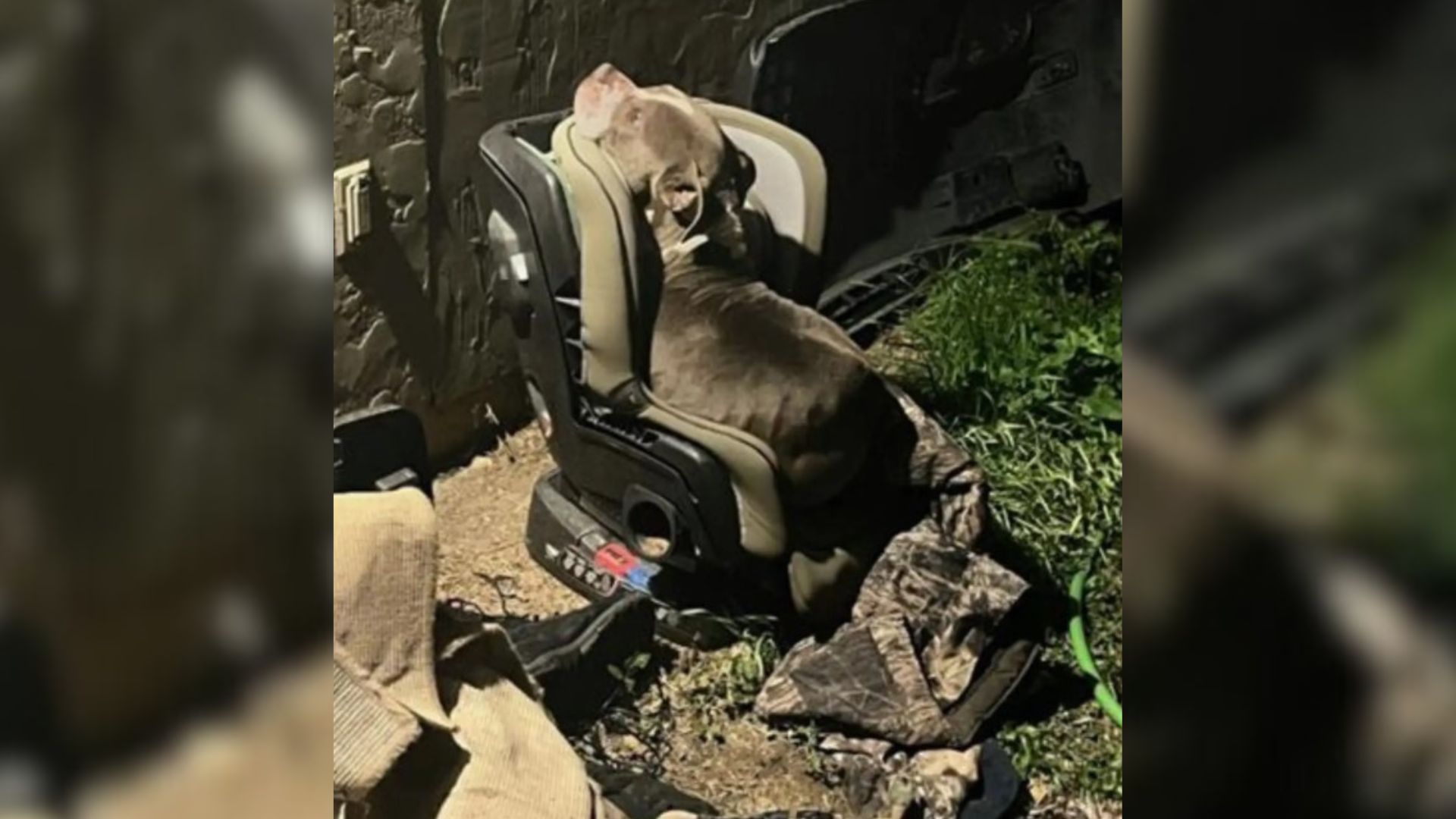 dog stuck on a baby chair