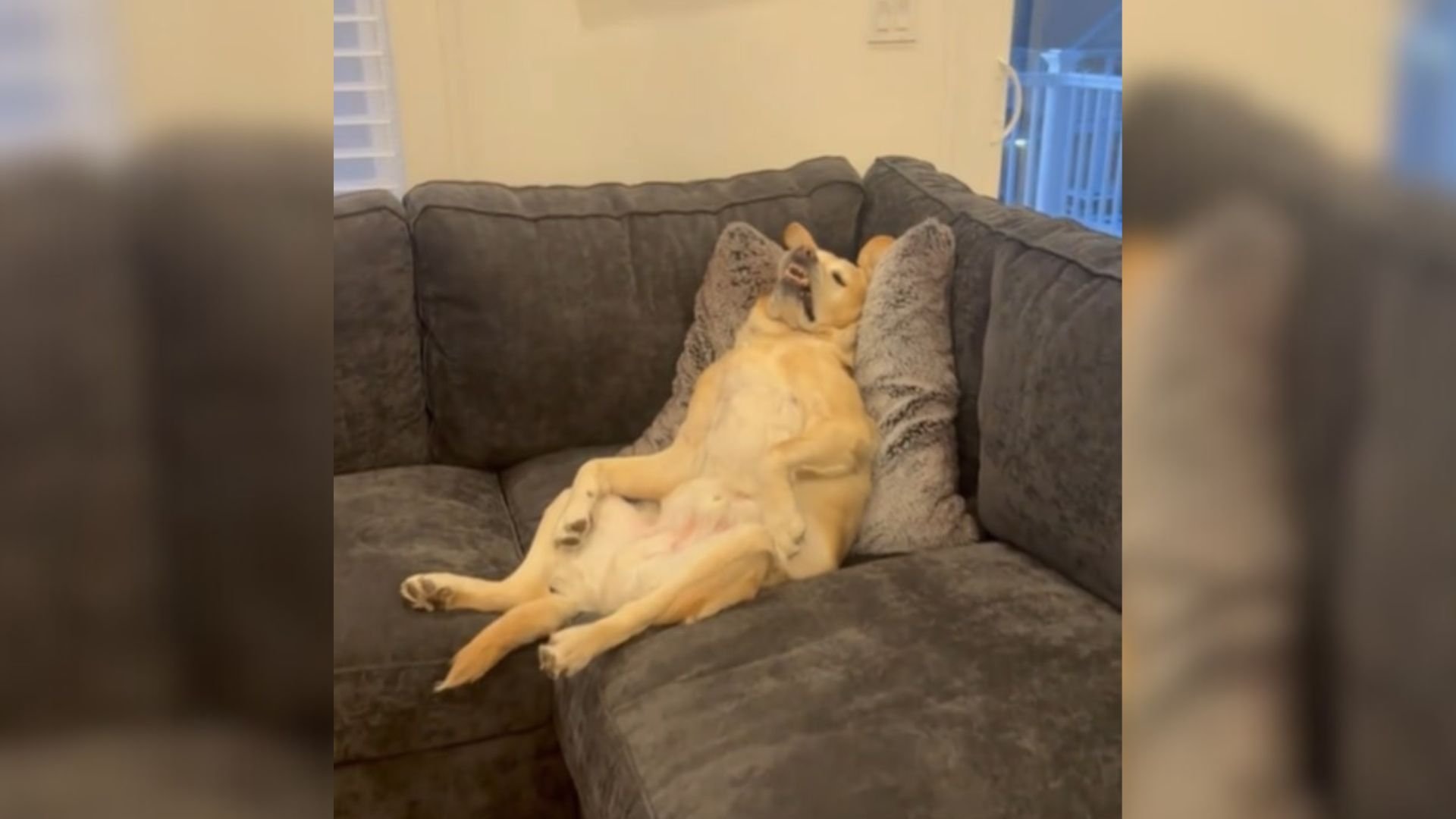 Labrador on a couch