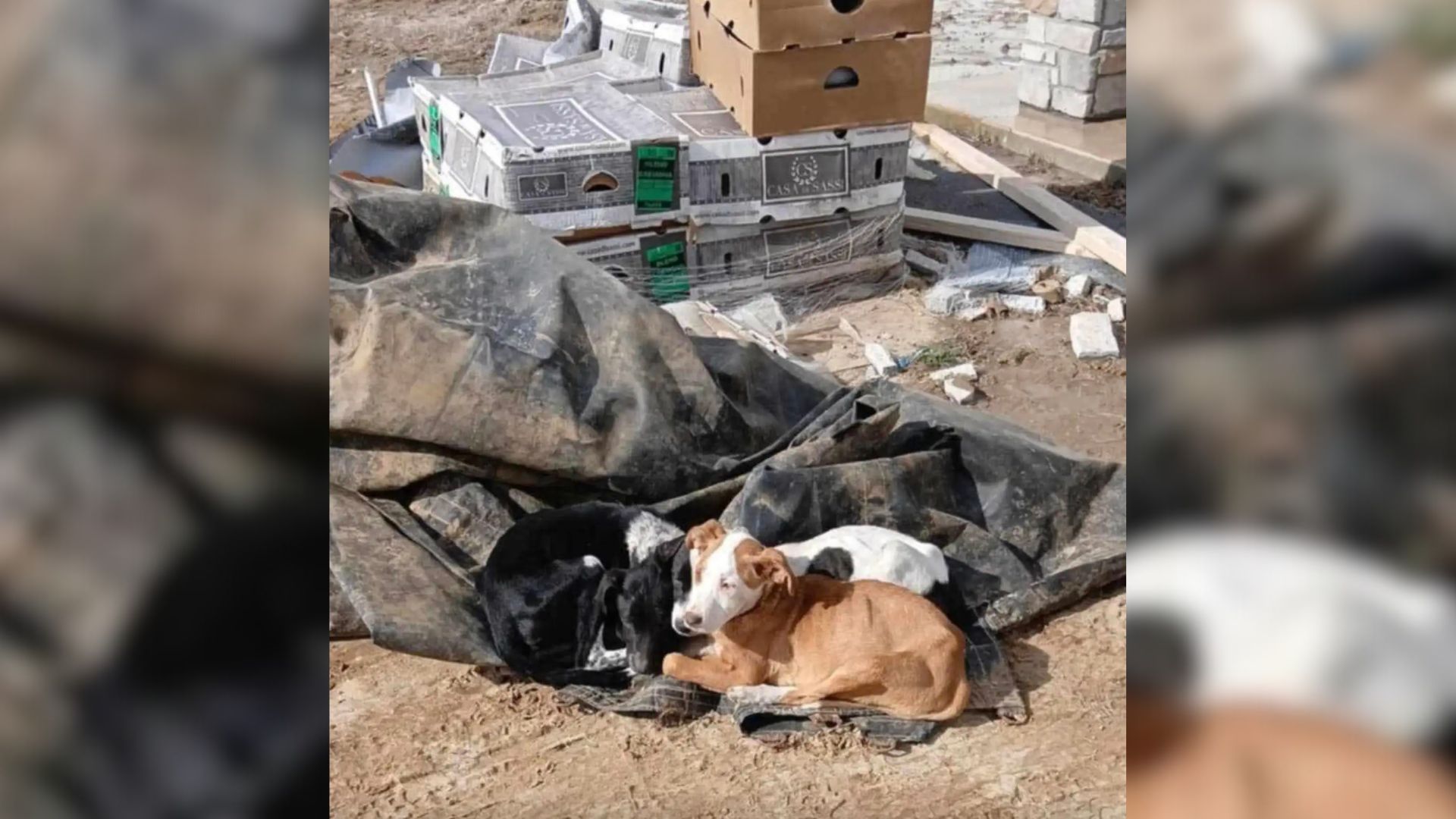 Missouri Passerby Spots Strange Movement In Trash Pile And Discovers Furry Creatures Huddled Together