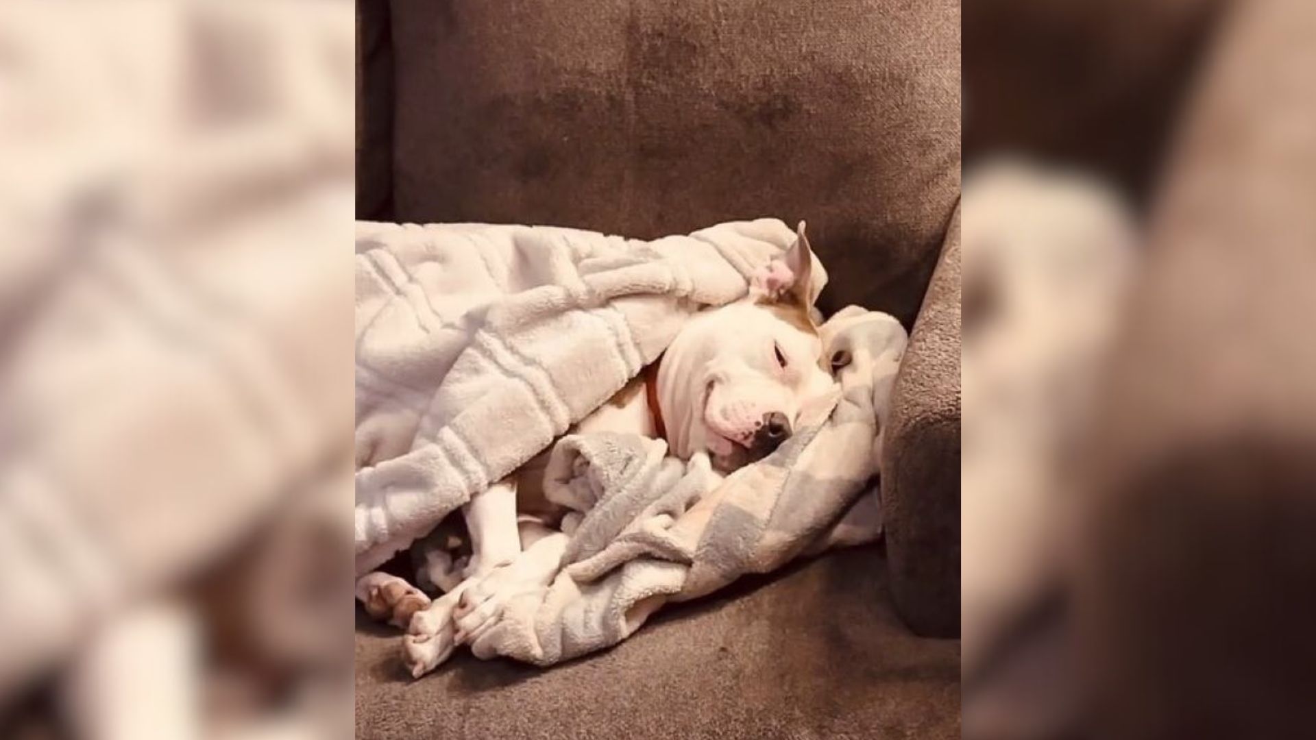 Pittie Found On Texas Streets Without Her Babies Ends Up On Euthanasia List But Now She Lives Her Best Life 