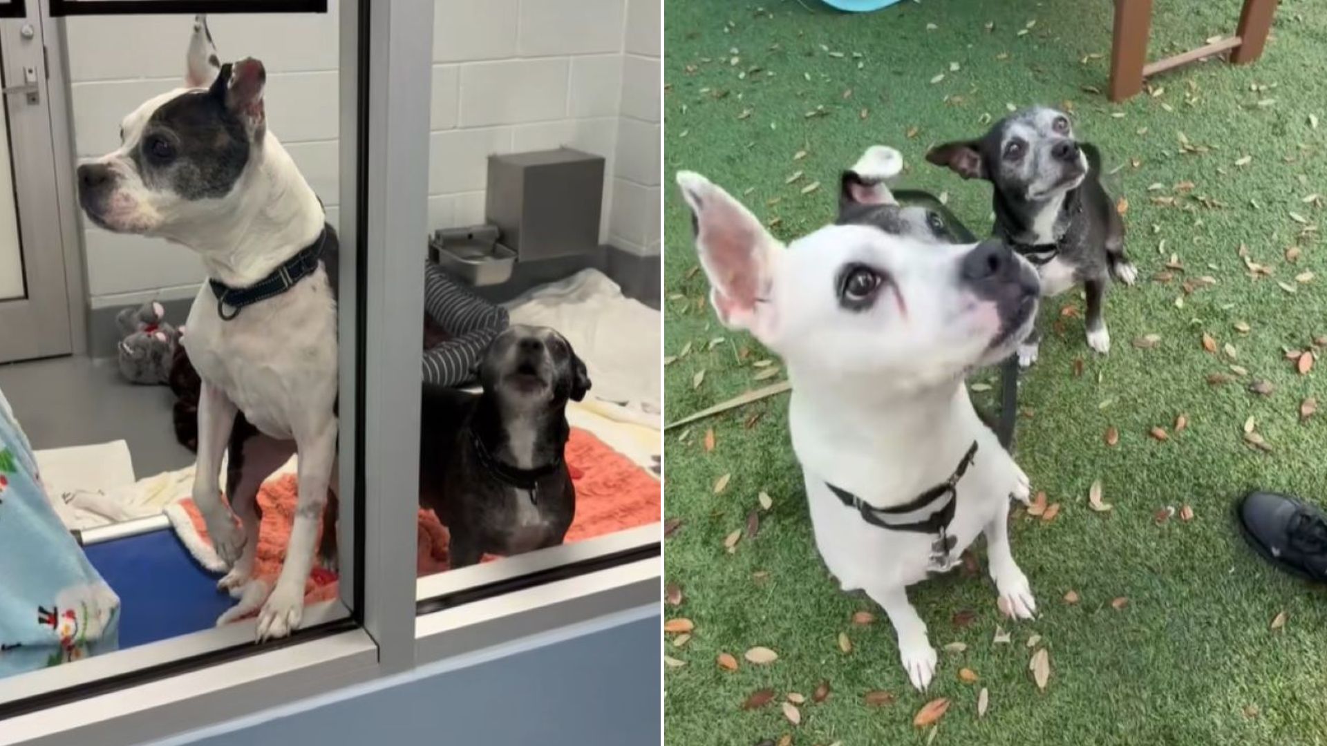 Pups Who Lost Their Owner Were Sad After They Ended Up At Shelter In Florida