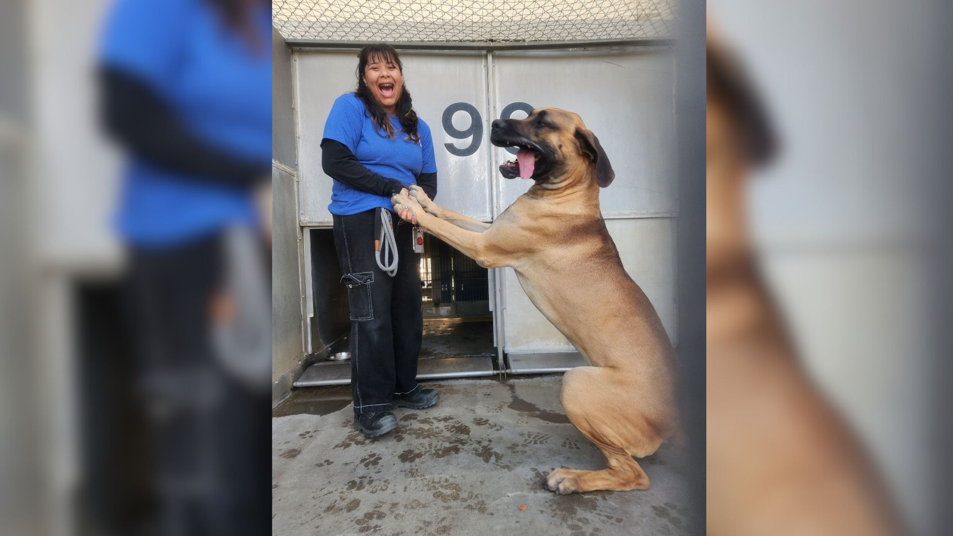 Real-Life Scooby-Doo Who Was Waiting In California Shelter For Someone To Give Him A Home Finds Happiness