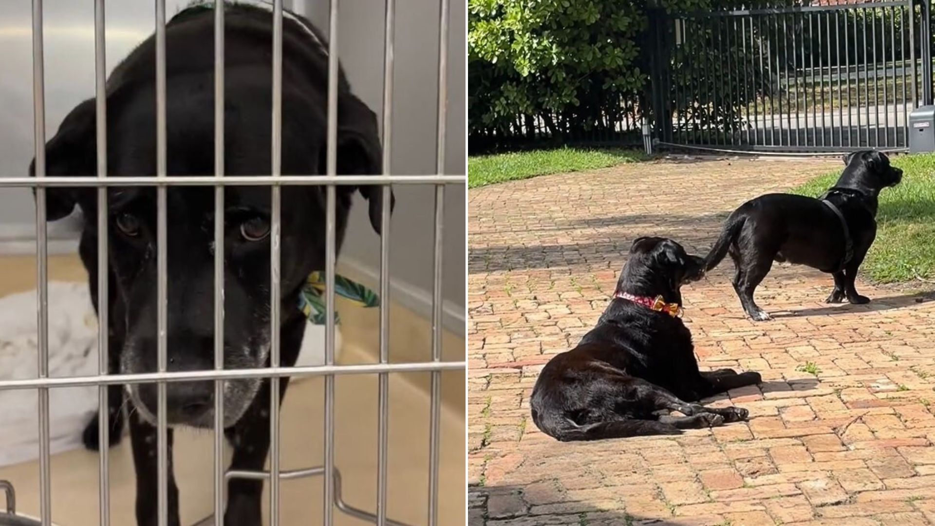 Sad Senior Dog Who Was Surrendered To Florida Shelter After Her Owner Passed Away Receives A Surprise