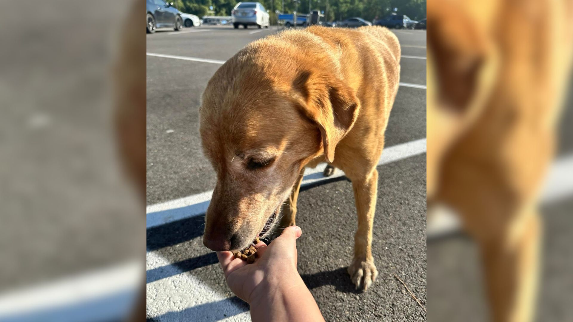 dog on a parking lot