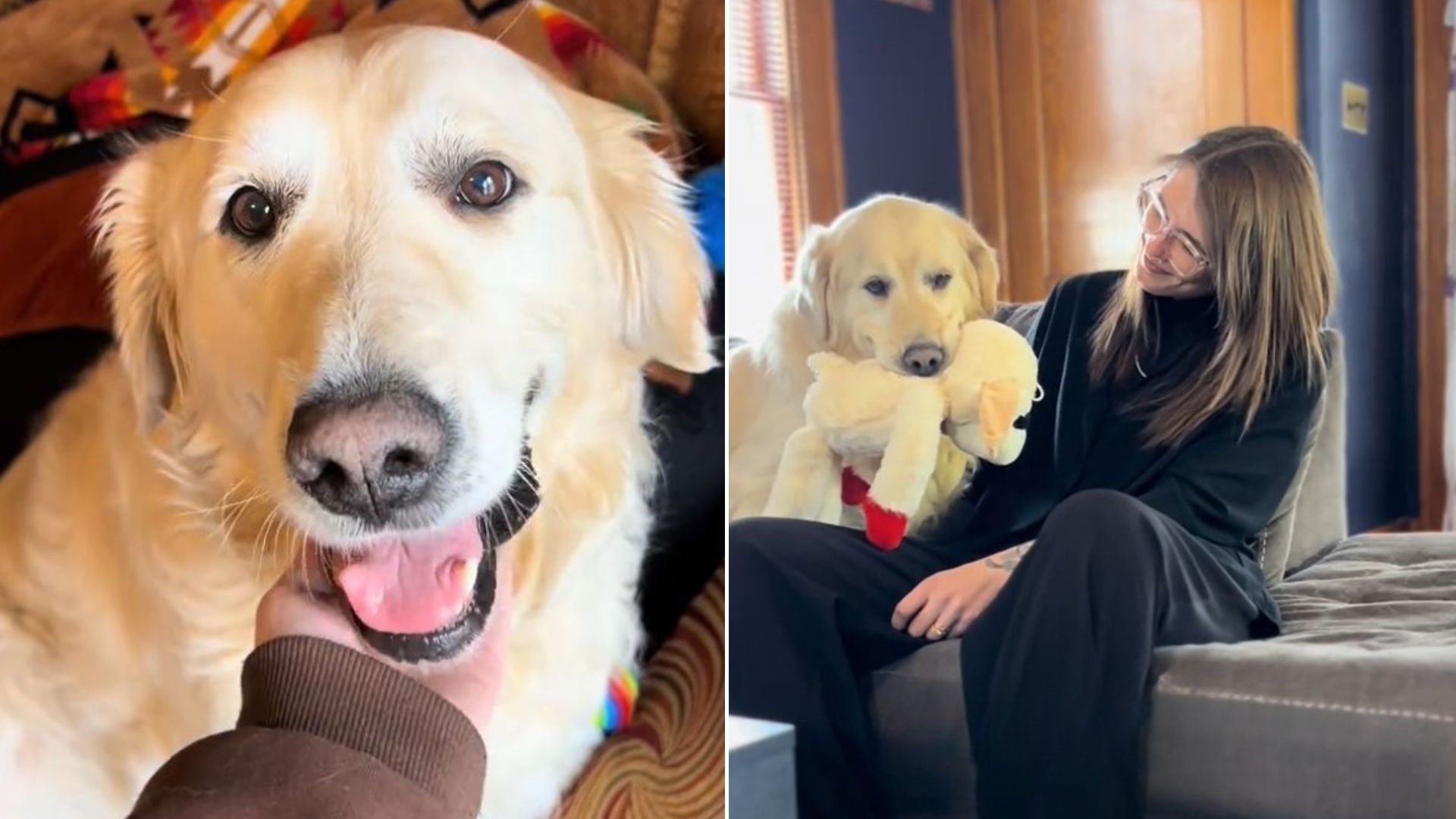 Senior Golden Retriever From Indiana Who Was Abused For 9 Years Finally Discovers How Beautiful Life Can Be