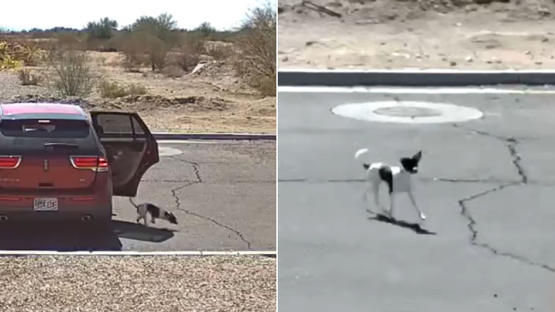 Surveillance Camera Captured A Cruel Owner Throwing Tiny Pup From Car On Arizona Street And Telling Him ‘Bye-Bye’ 