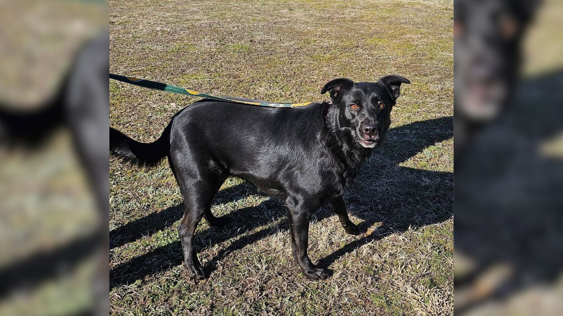 Sweet Dog From Arkansas Felt Heartbroken Because Her Beloved Owners Had To Return Her To Shelter