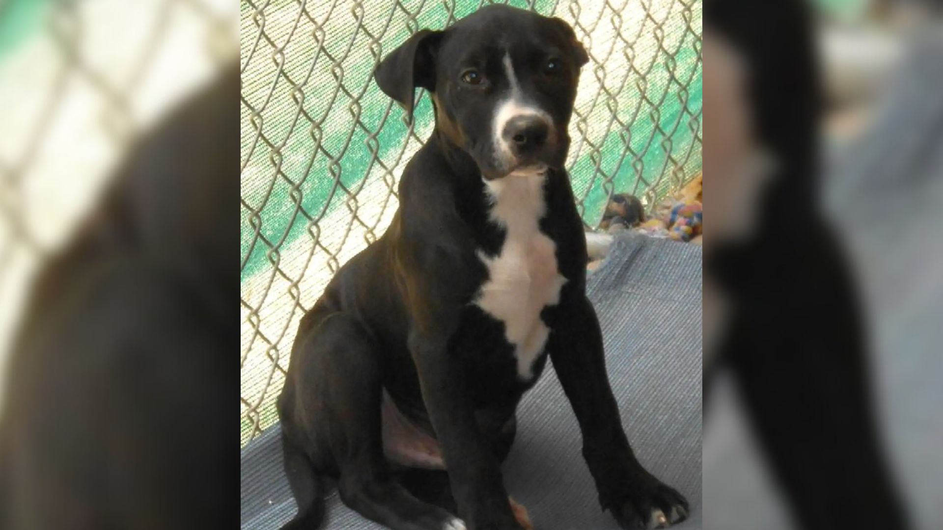 Sweet Dog Who Arrived At Texas Shelter When He Was A Puppy Is Still Waiting For Home 10 Years Later