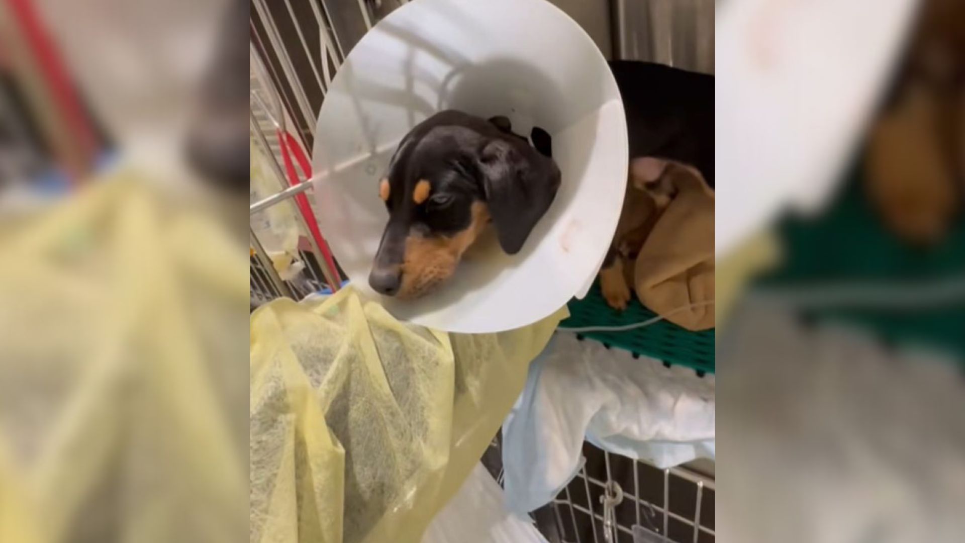 Texas Volunteer Saw Blind Puppy Spinning In Circles, Only To Learn What Was Wrong With Her