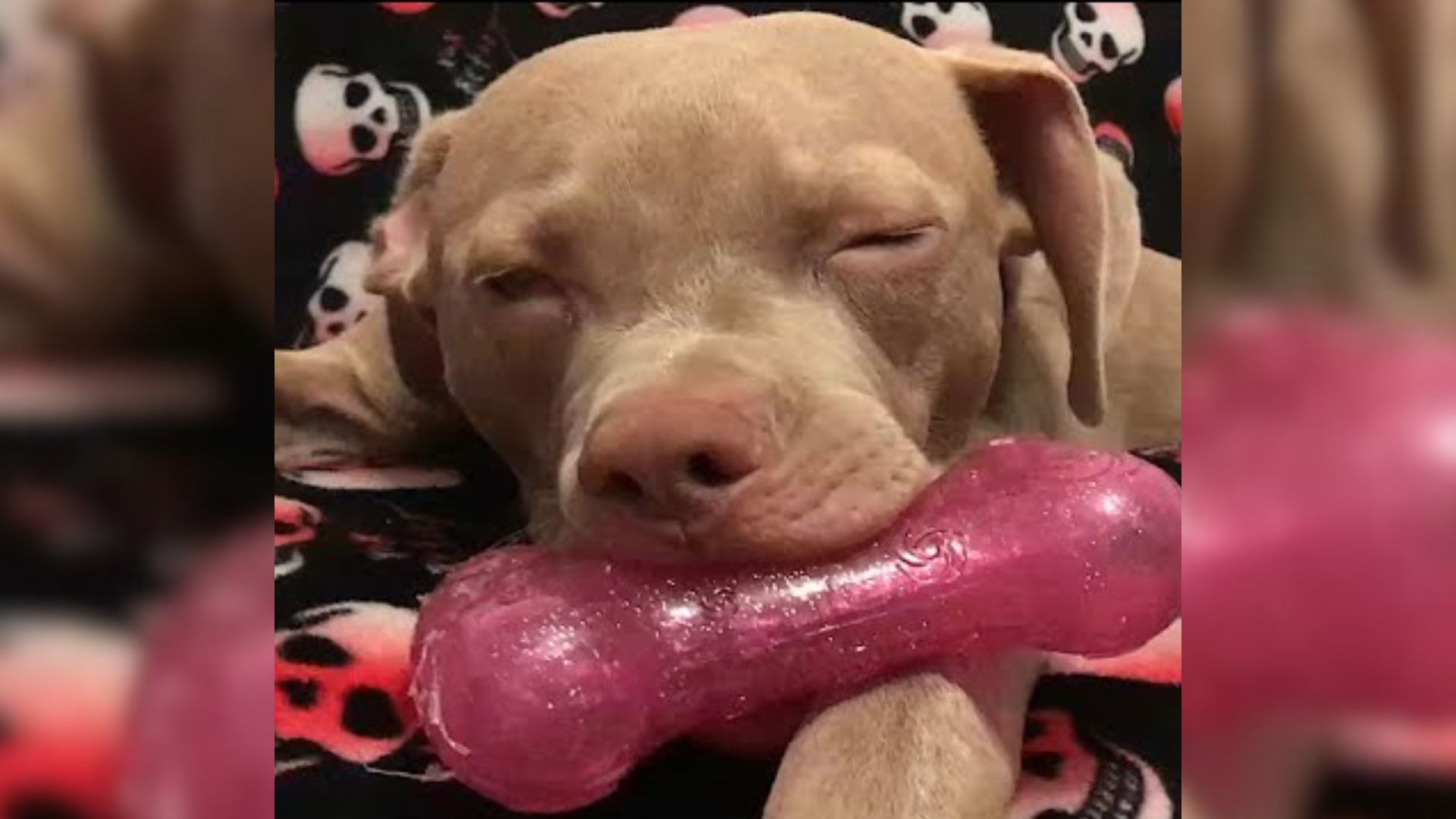 This California Dog Used Toys Not To Play, But For Something Truly Heartbreaking