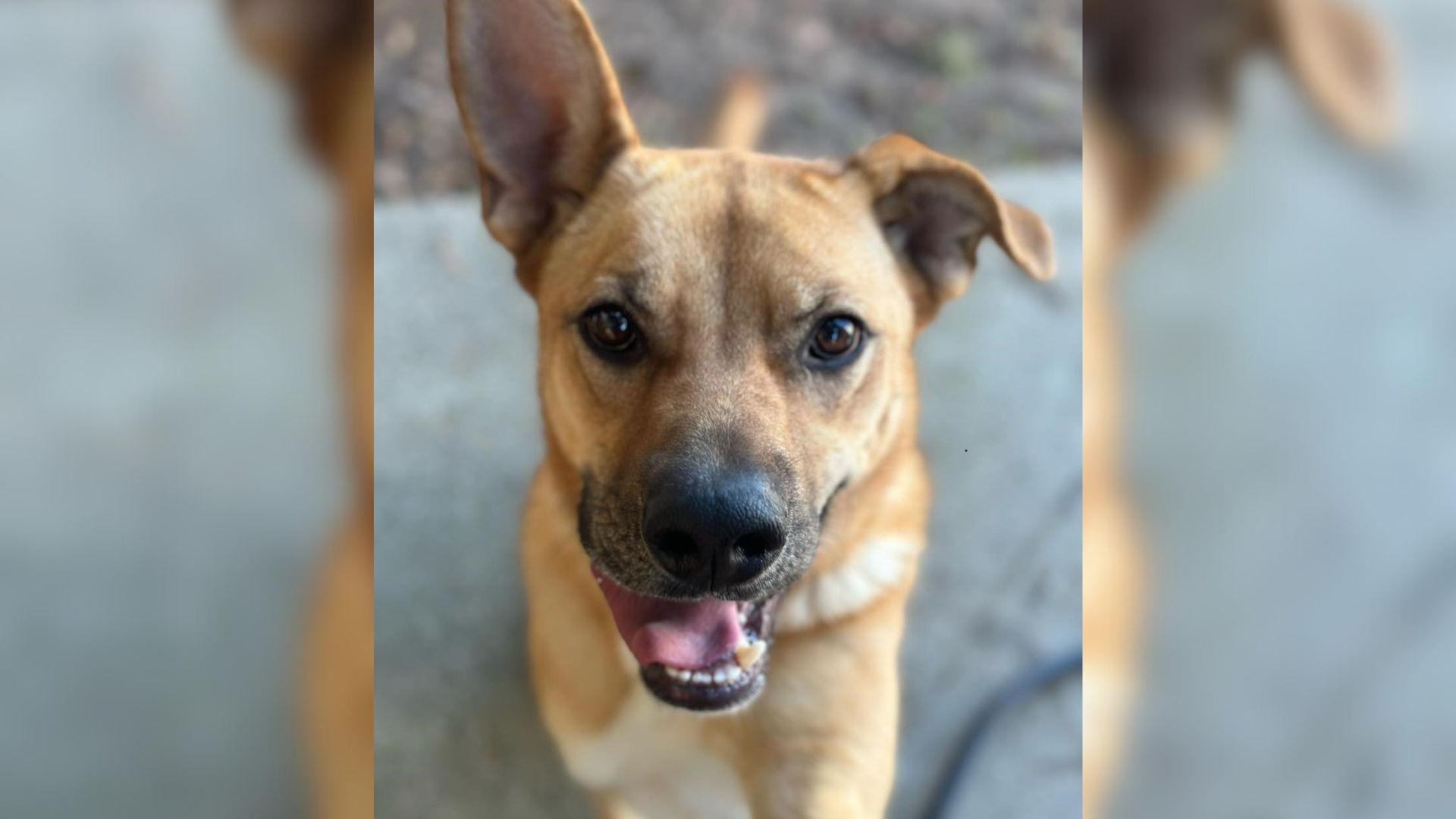 This Pup Was Stuck At Shelter In South Carolina For 1000 Days, So His Rescuers Did Something Wonderful For Him