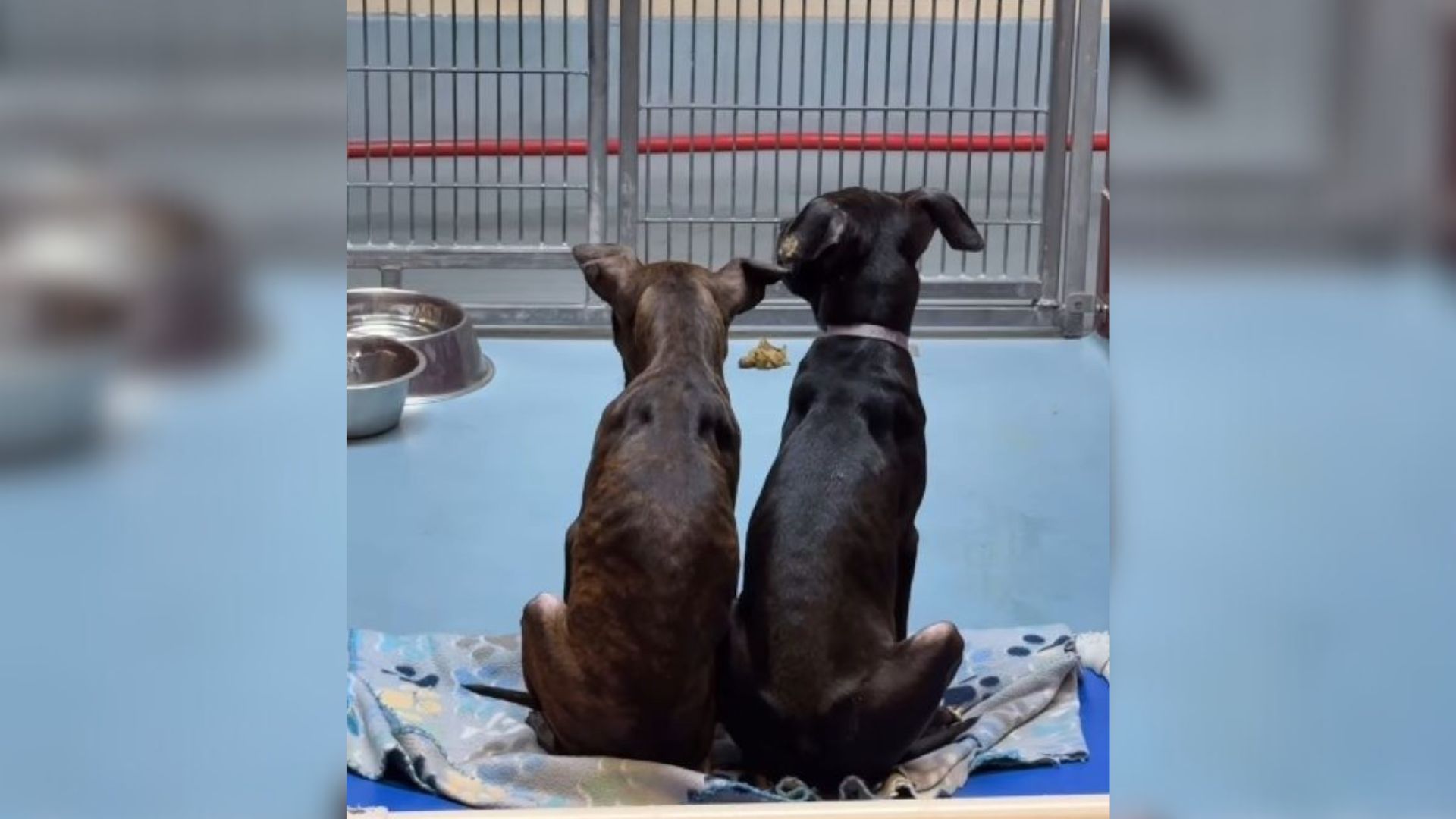 ‘Twin’ Brothers Clung To Each Other, Hoping To Be Saved Before Their Scheduled Euthanasia In Texas Shelter