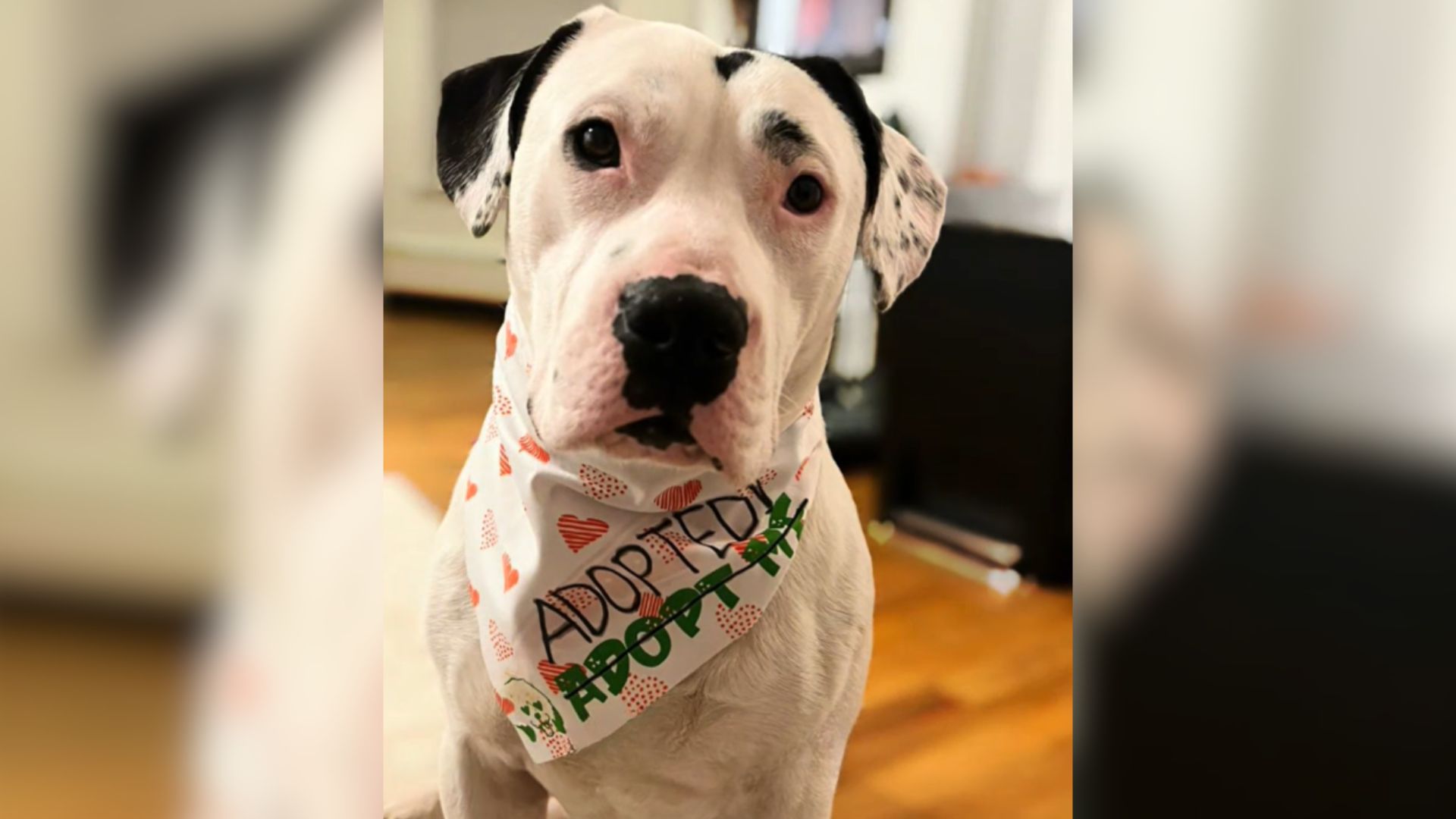 Woman Agrees To Foster Dog For One Night, Then Announces Great News Within Hours