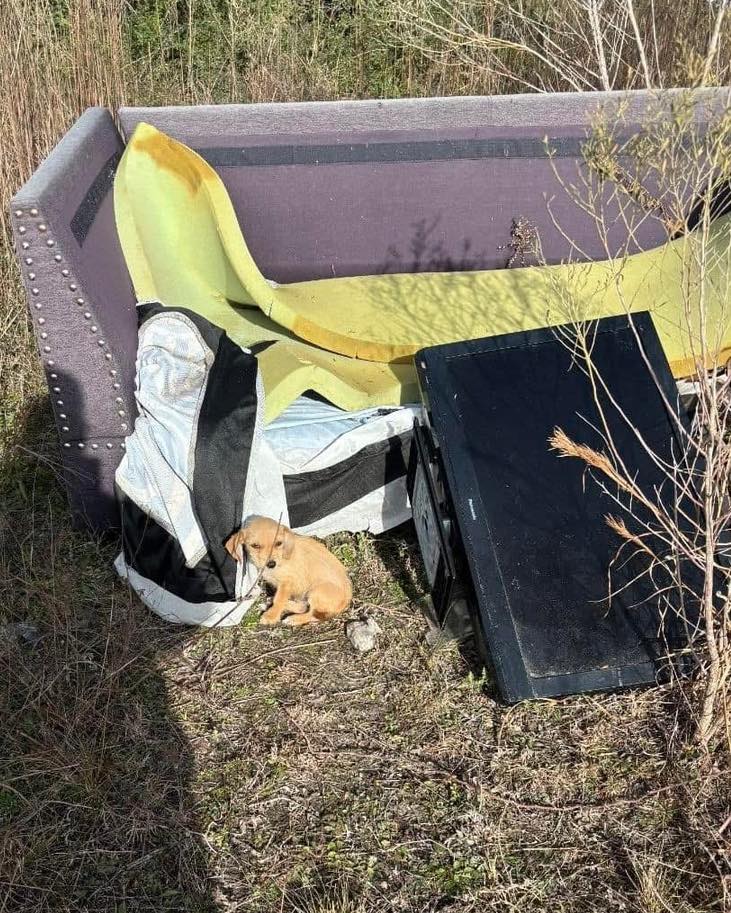 abandoned brown puppy