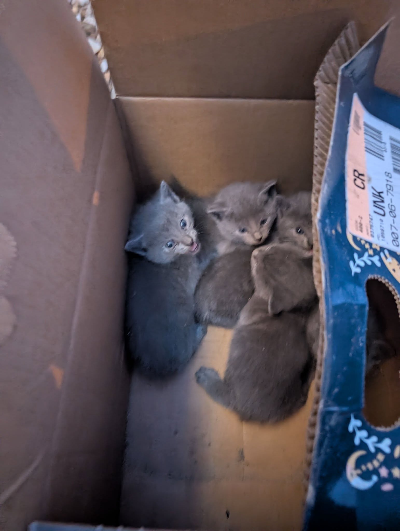 abandoned kittens in box