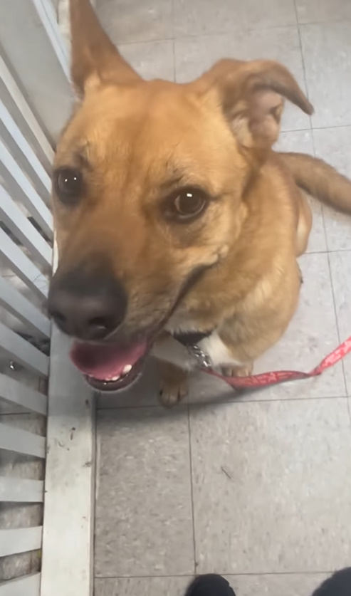 adorable brown dog