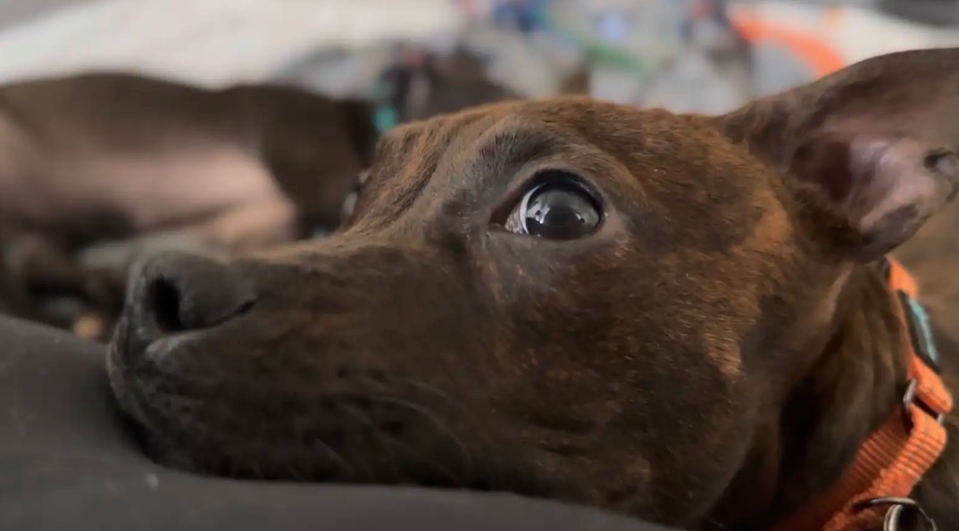 adorable brown dog laying down