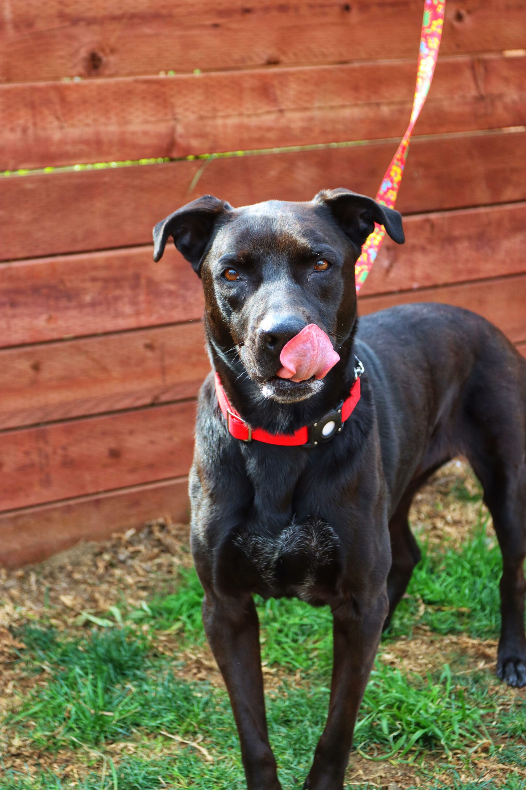 beautiful black dog