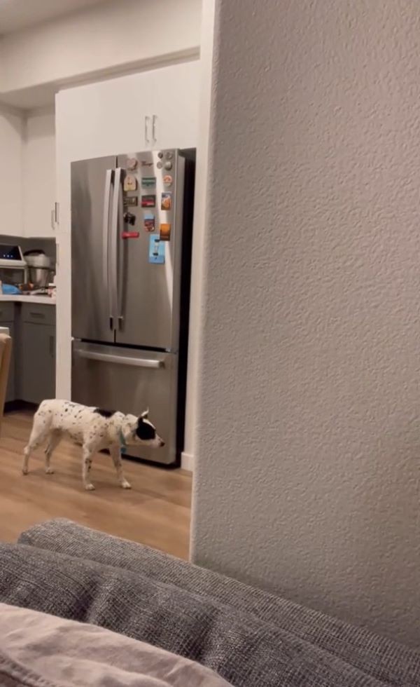 black and white dog in a house