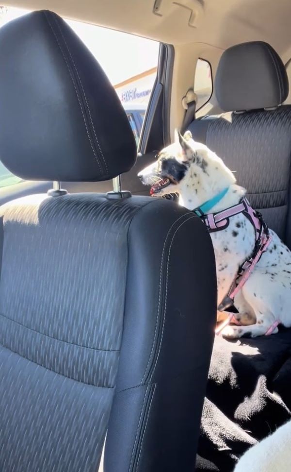 black and white dog in car