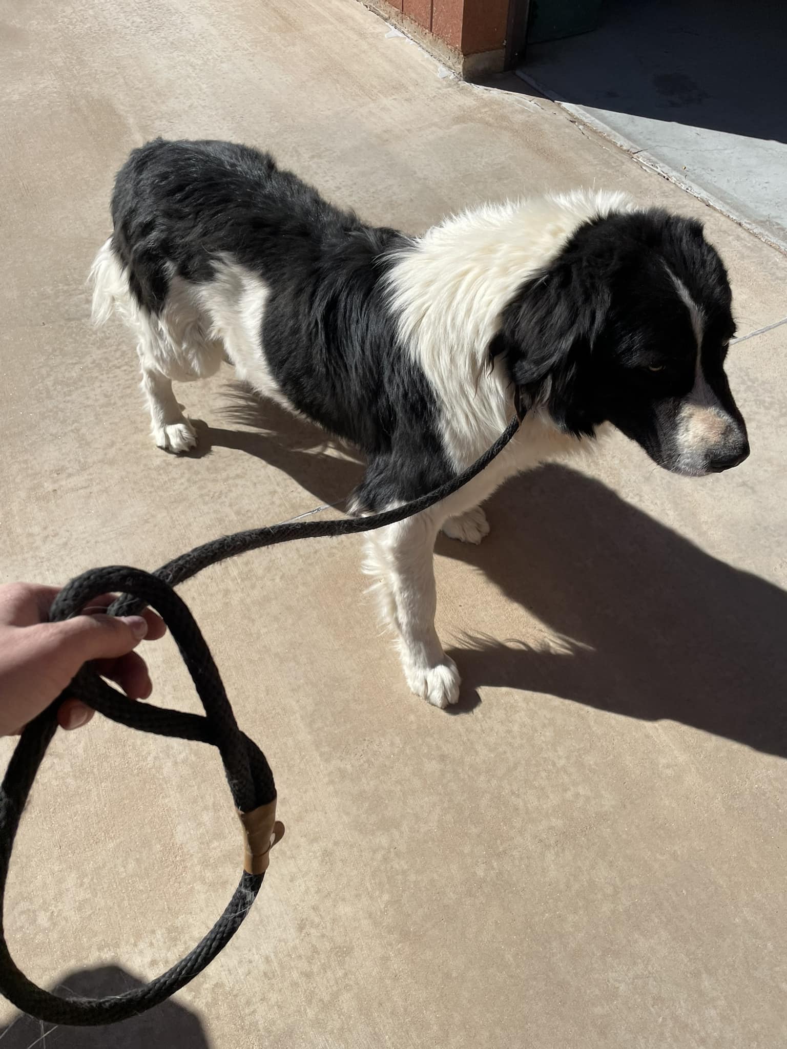 black and white dog on a leash