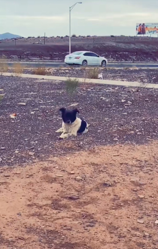 black and white stray dog