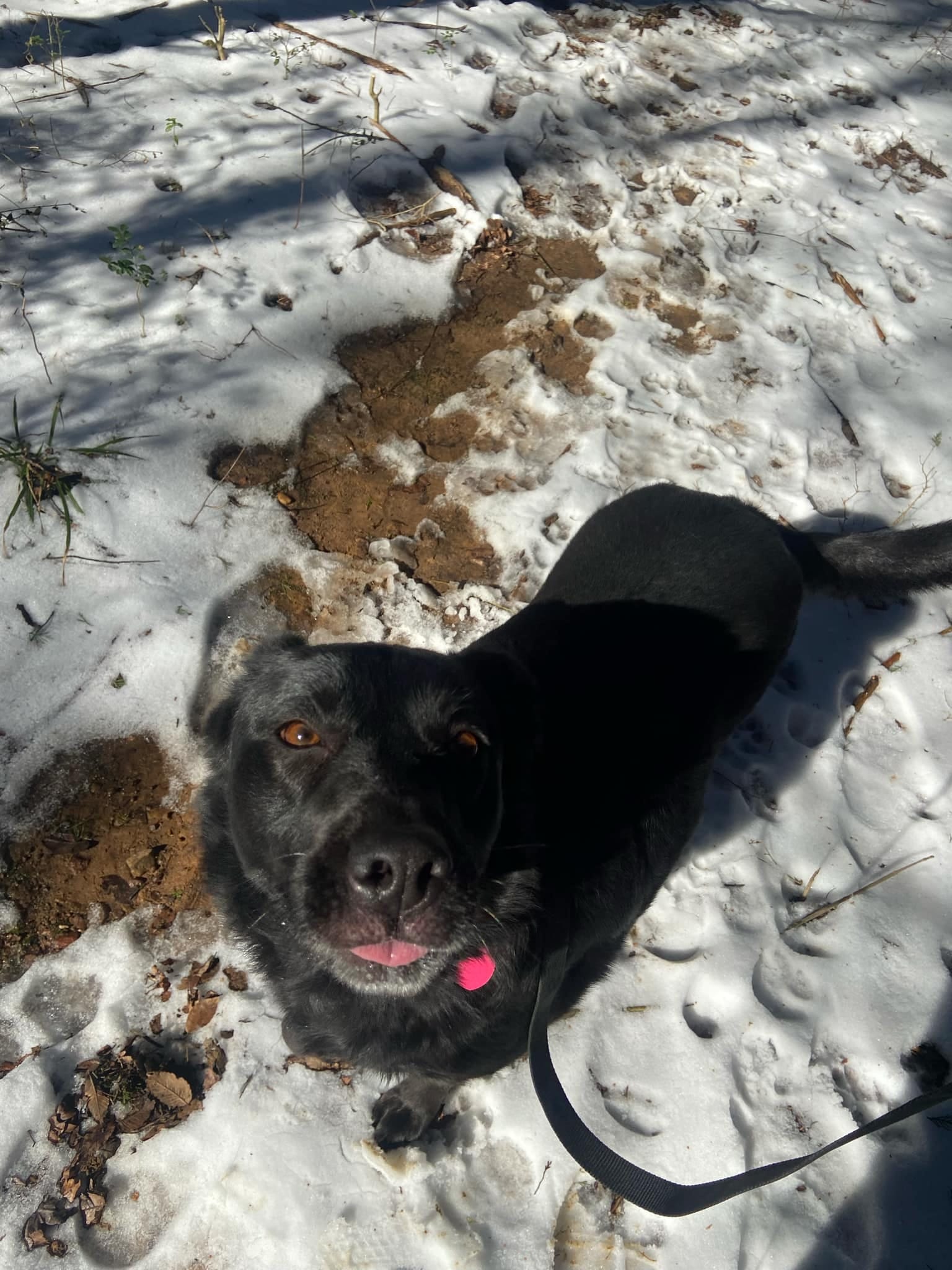 black dog in a winter