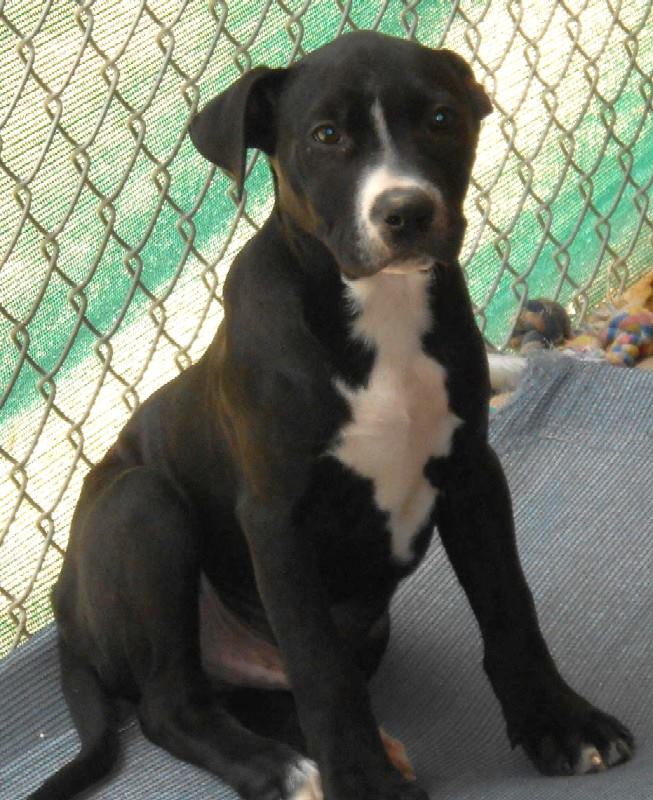 black dog in shelter