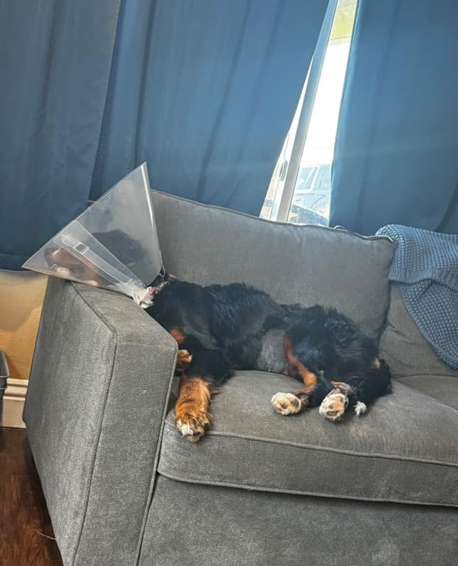 black dog laying on the couch