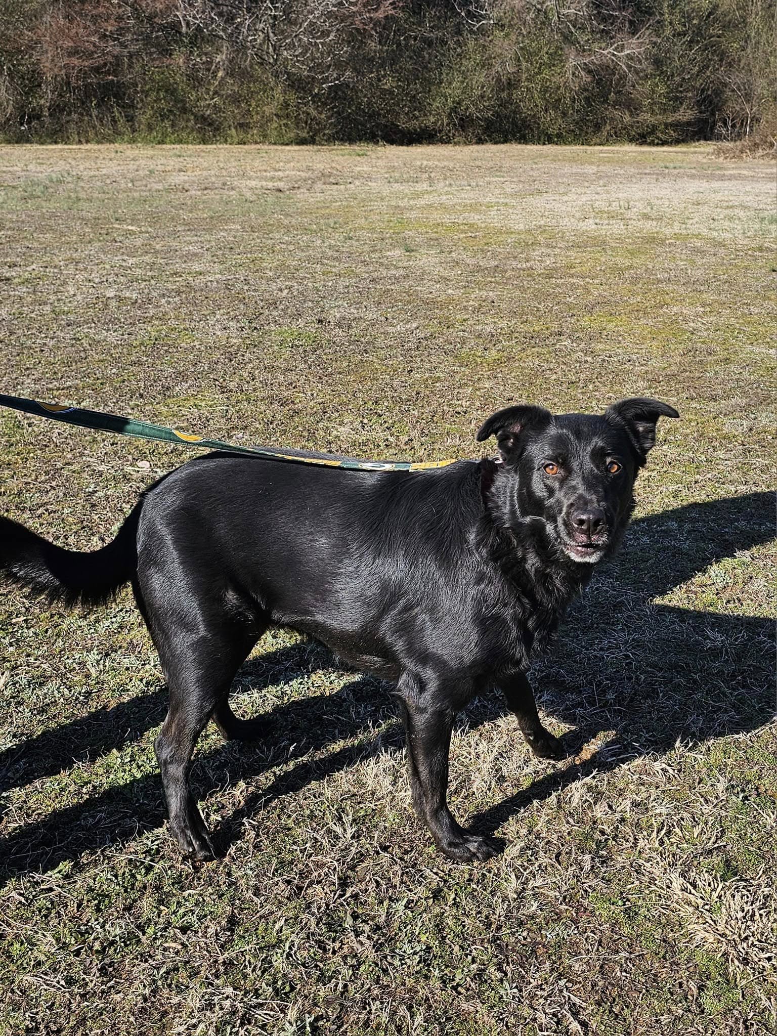 black dog on a leash