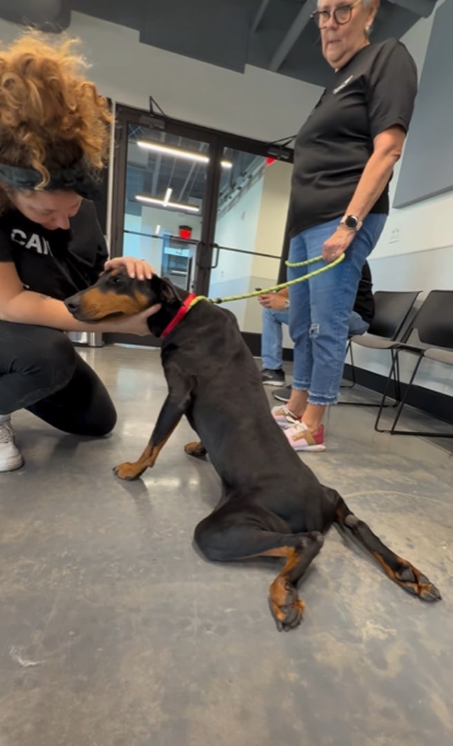 black dog on leash