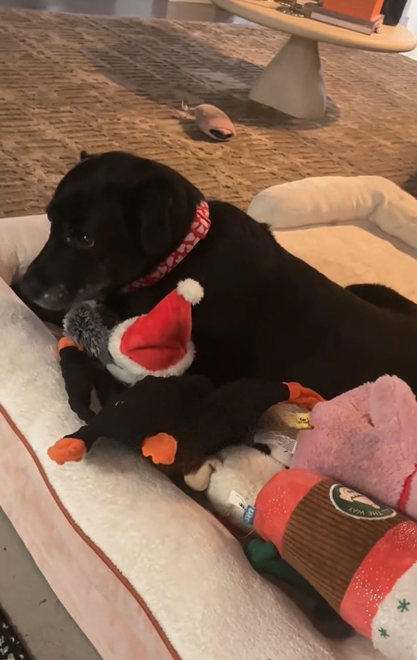 black dog with toy