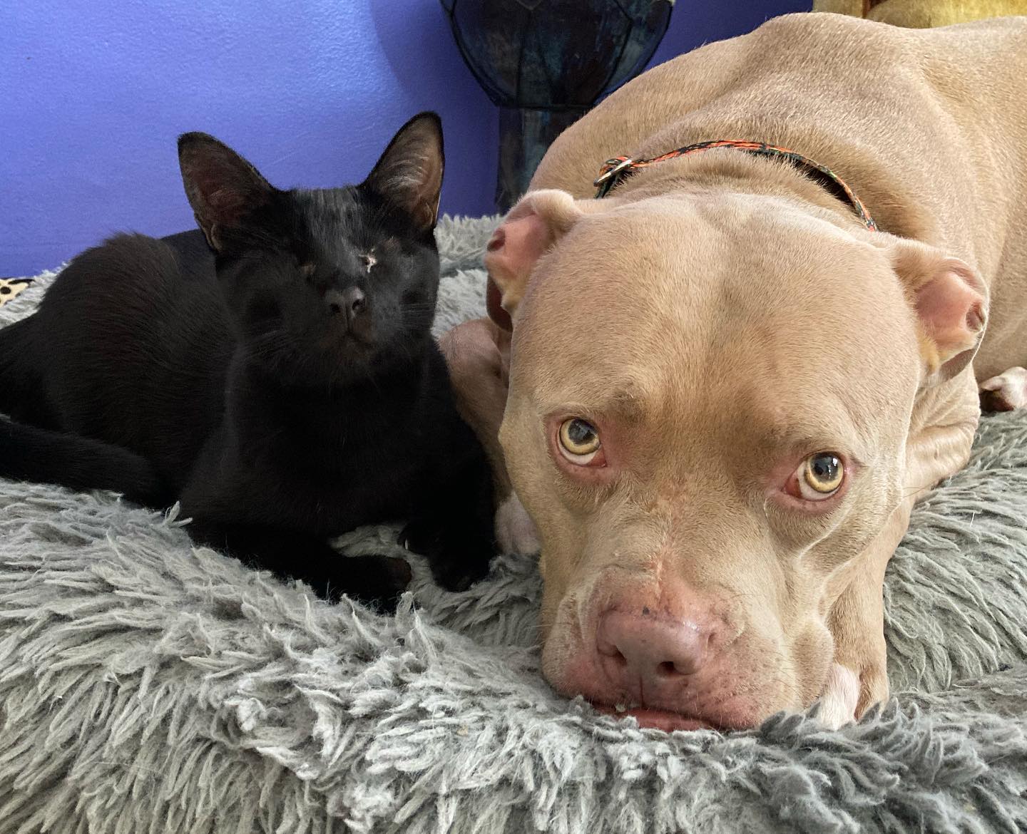 blind kitten and dog